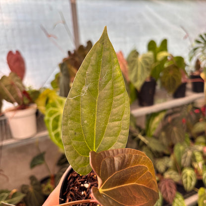 Anthurium FS x Luxu
