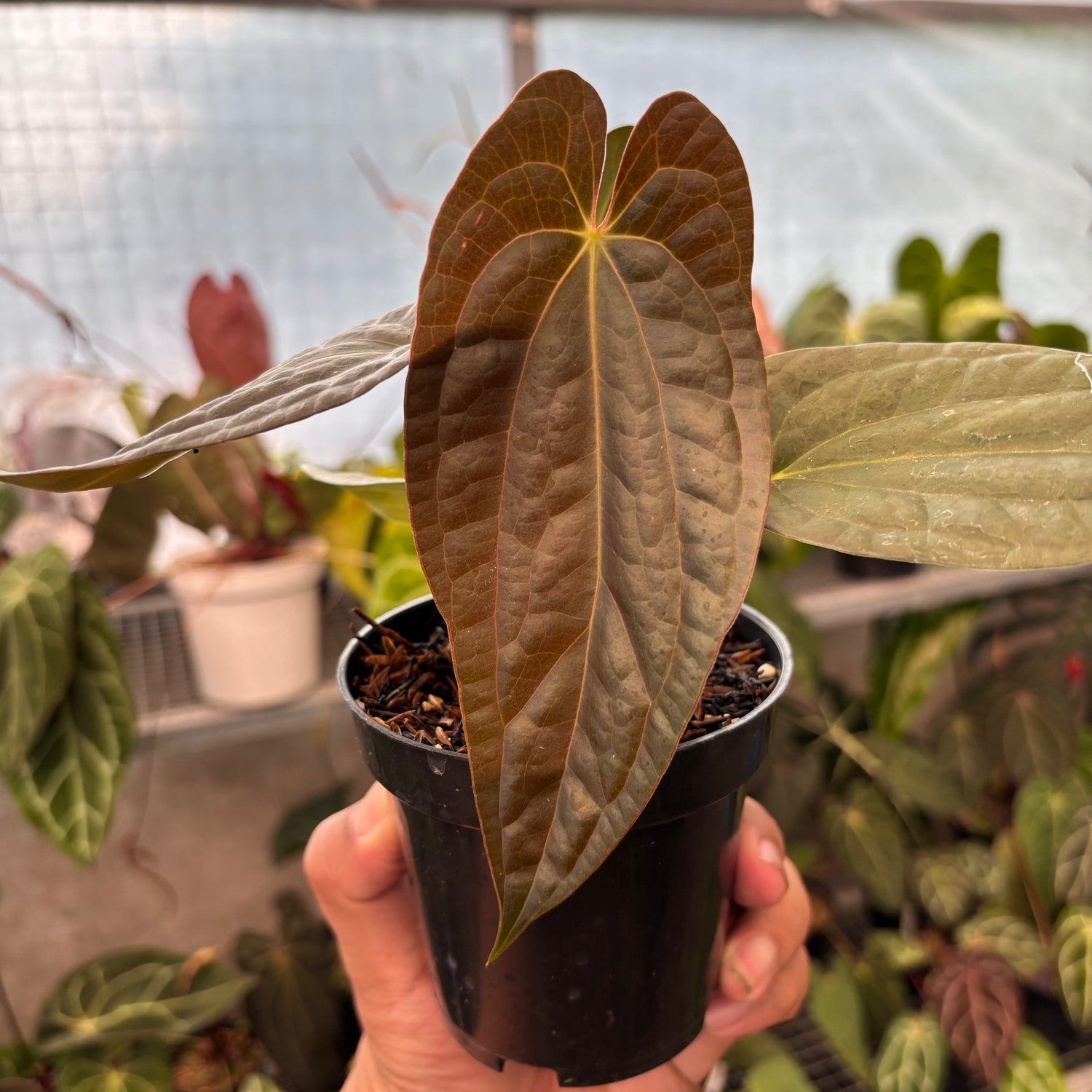 Anthurium FS x Luxu
