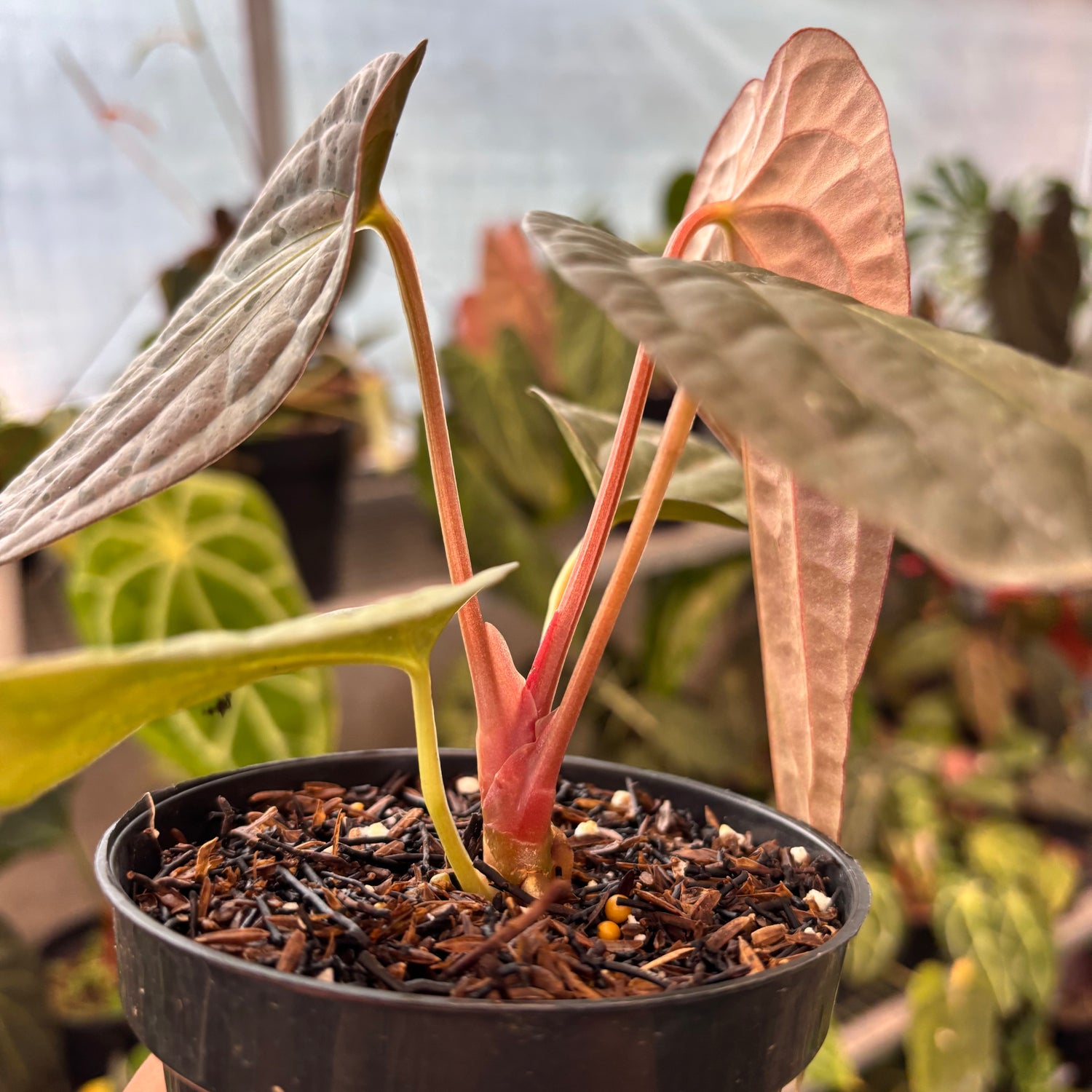 Anthurium FS x Luxu