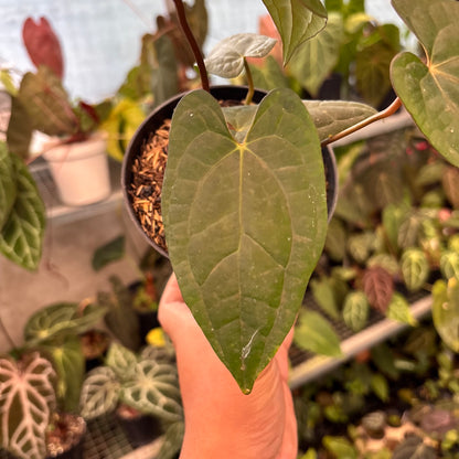Anthurium RVDP x Black Muschele
