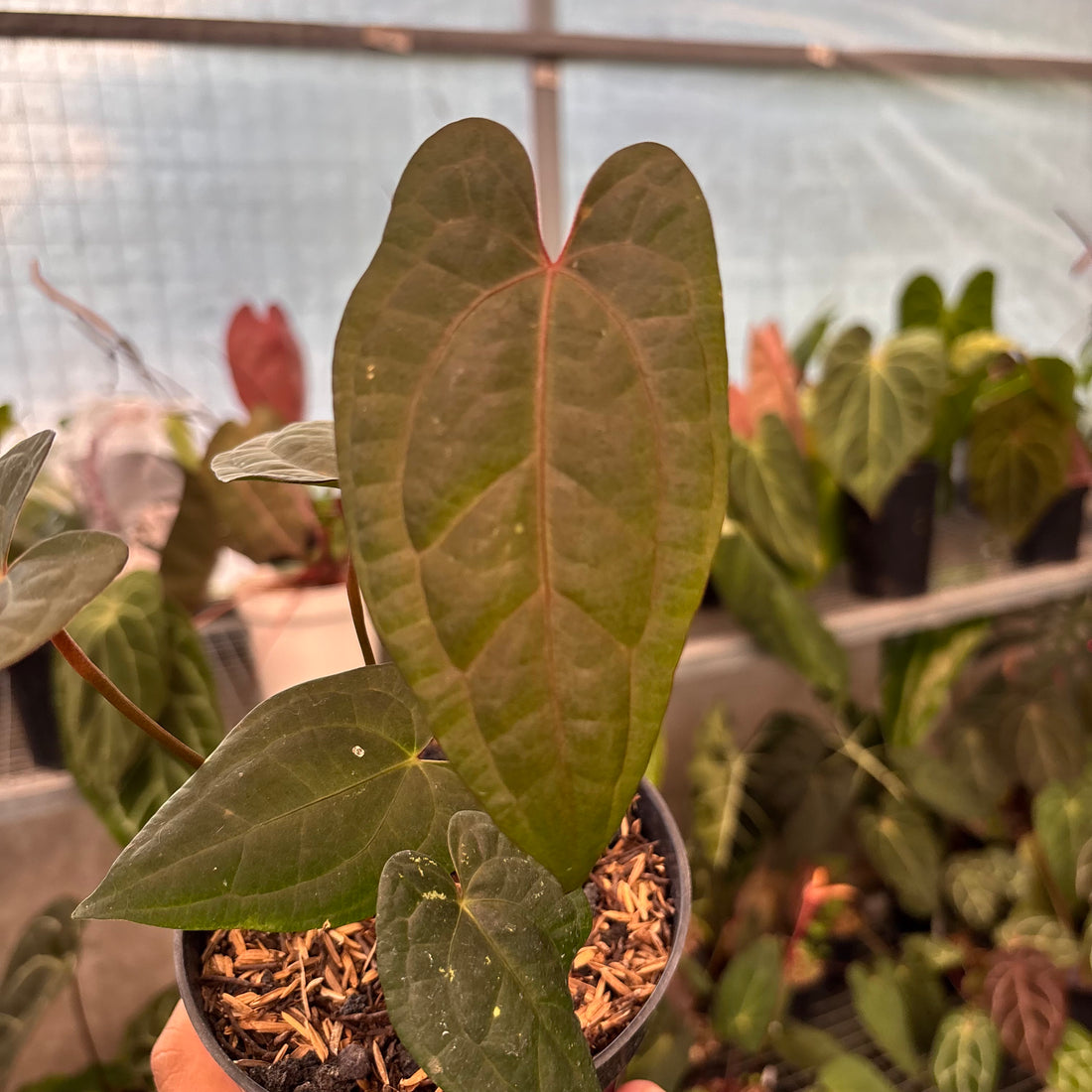 Anthurium RVDP x Black Muschele-Greenspaces.id