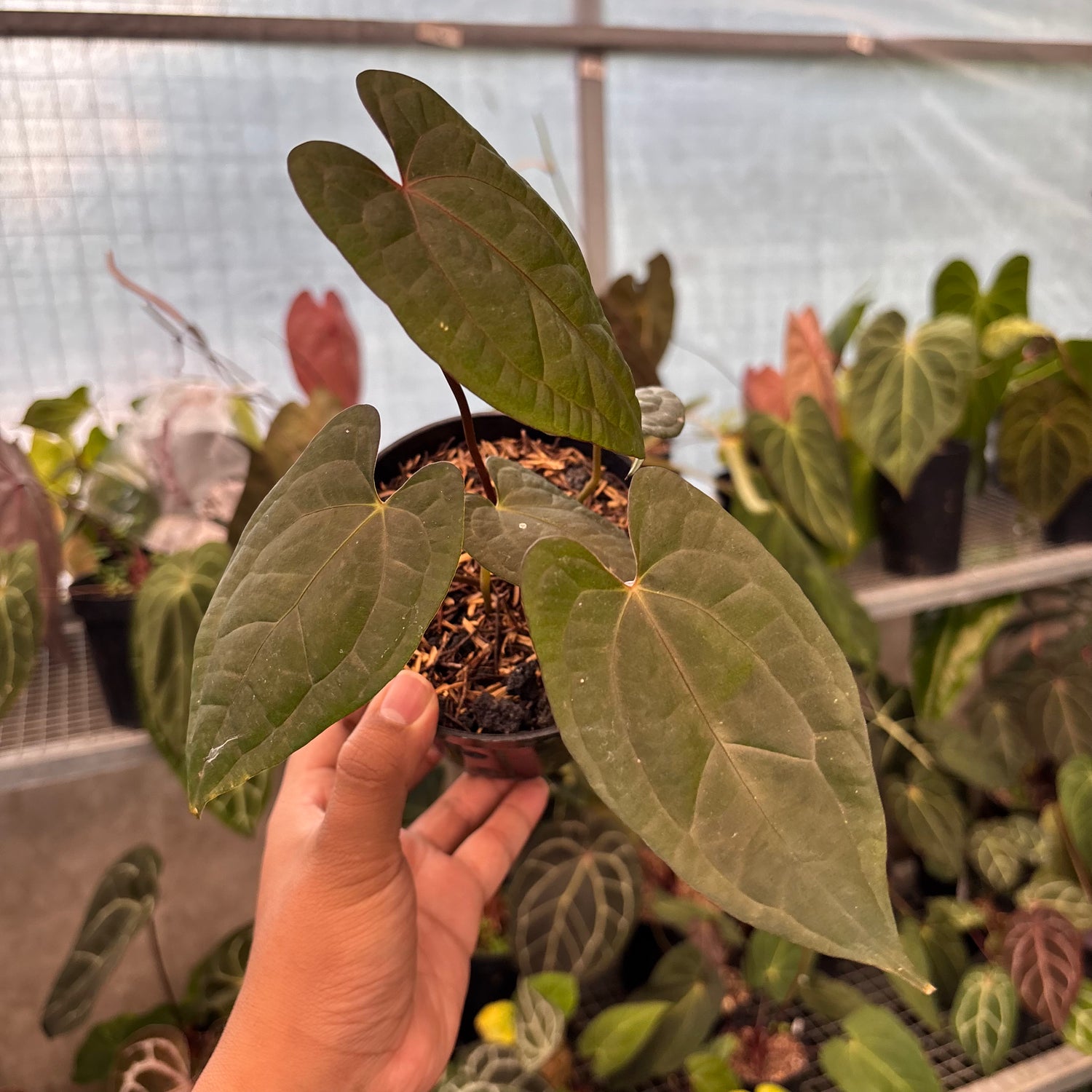 Anthurium RVDP x Black Muschele
