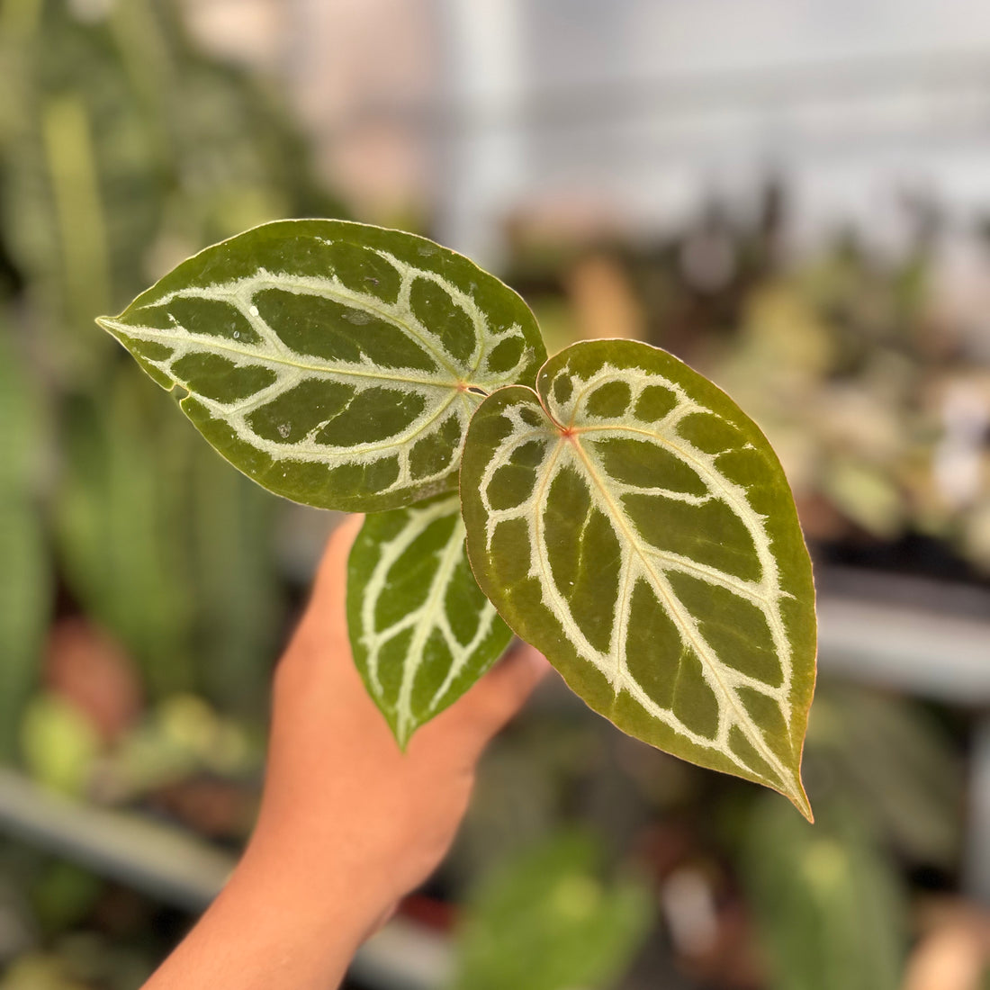 Anthurium Silver Blush x HU x Michelle