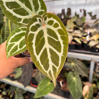 Anthurium Silver Blush x HU x Michelle