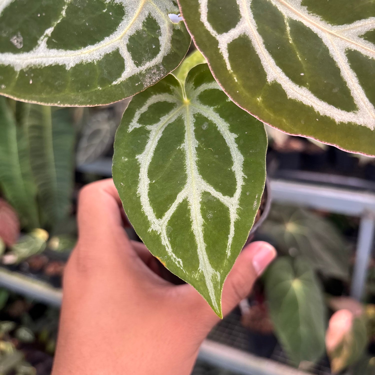 Anthurium Silver Blush x HU x Michelle