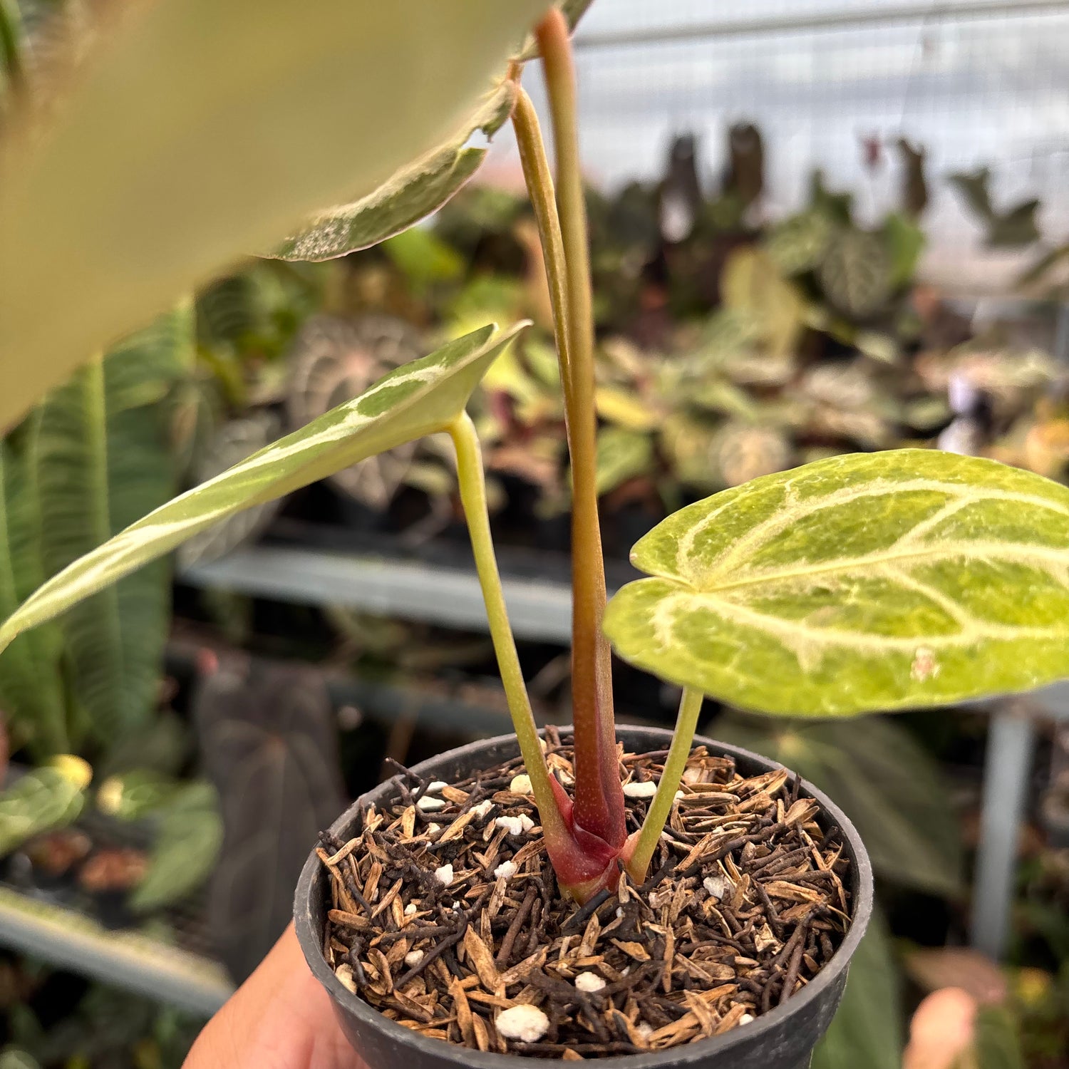 Anthurium Silver Blush x HU x Michelle