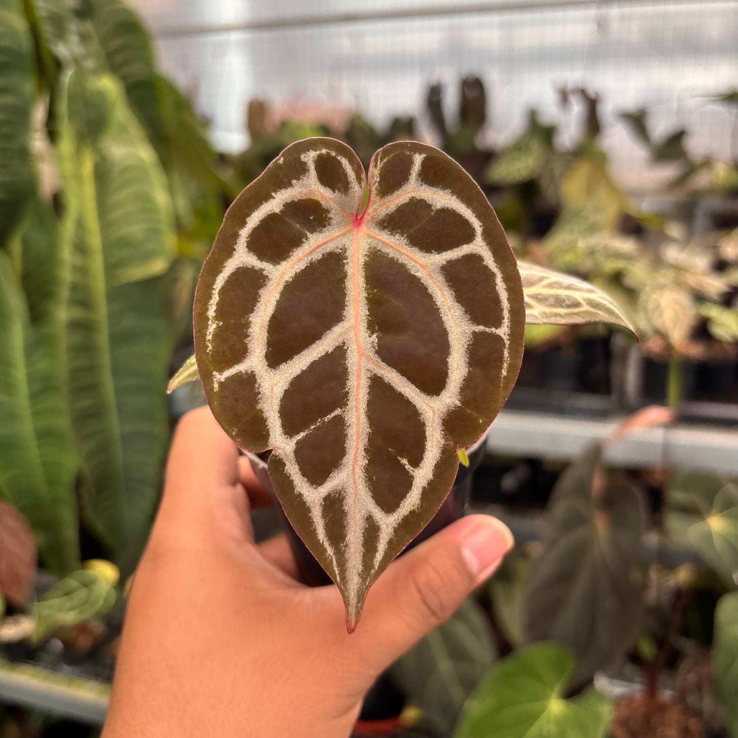Anthurium Tortoise King