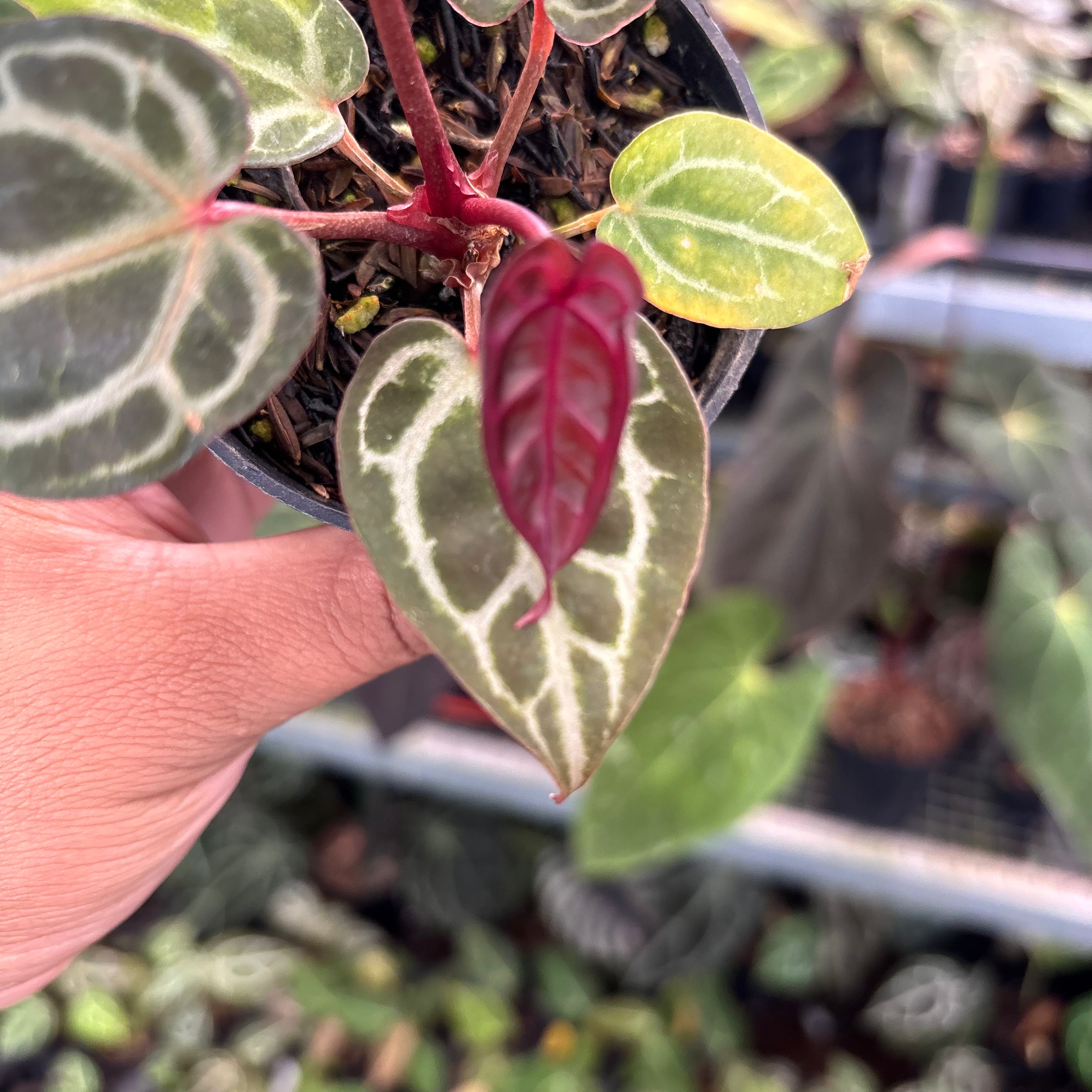 Anthurium Tortoise King