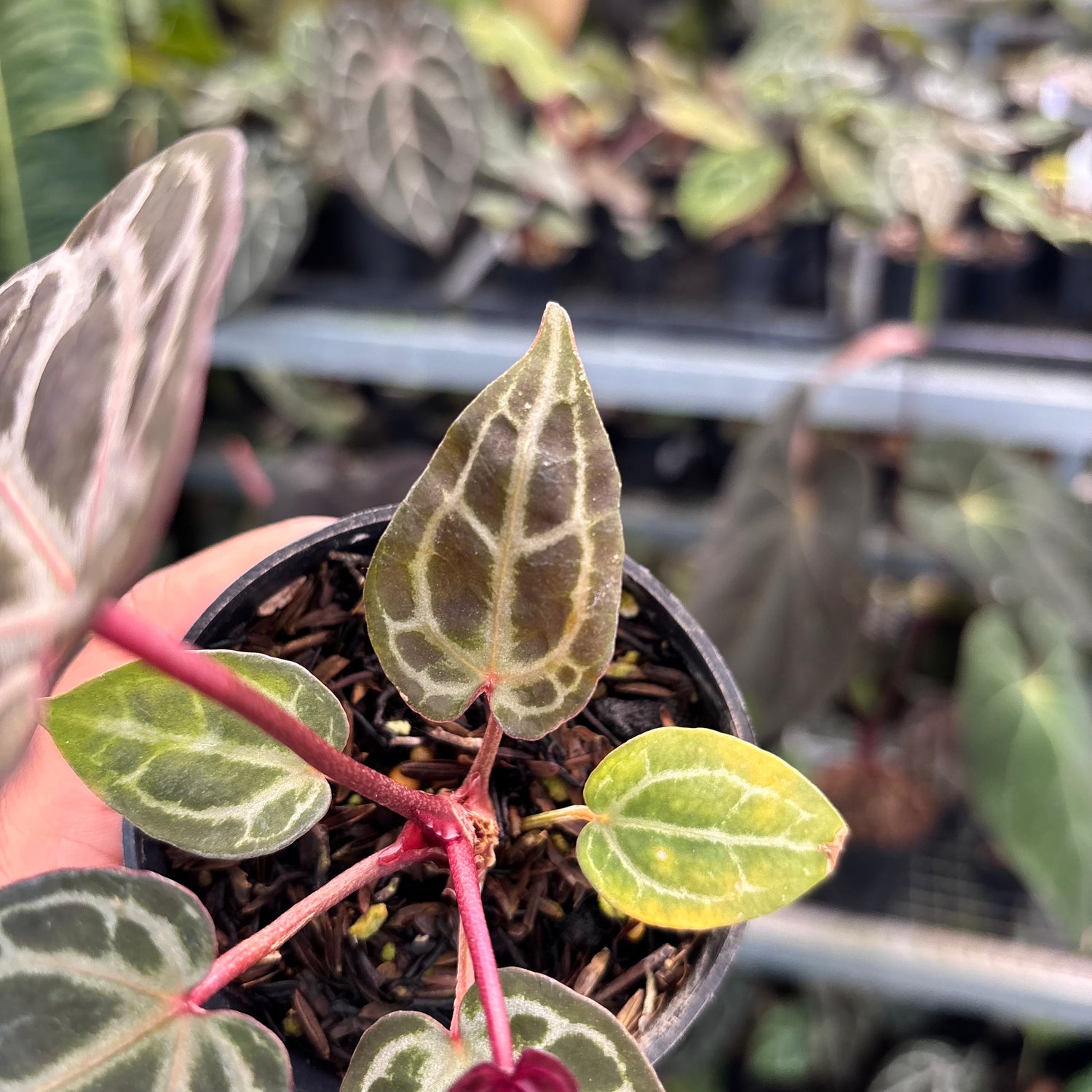 Anthurium Tortoise King