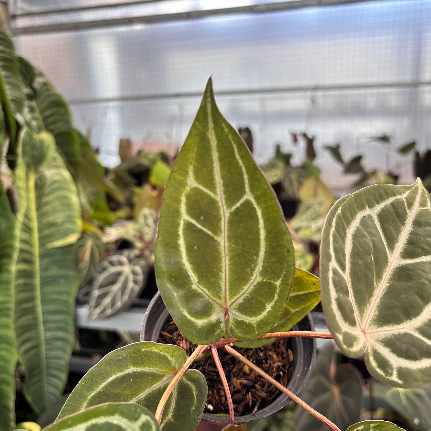 Anthurium Michelle x Michelle