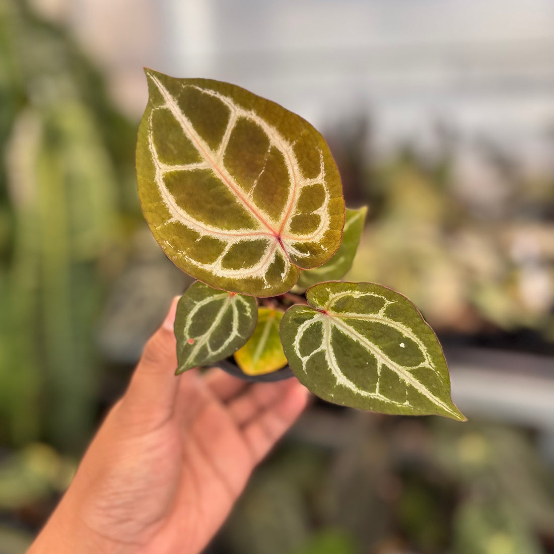 Anthurium TSG x HU