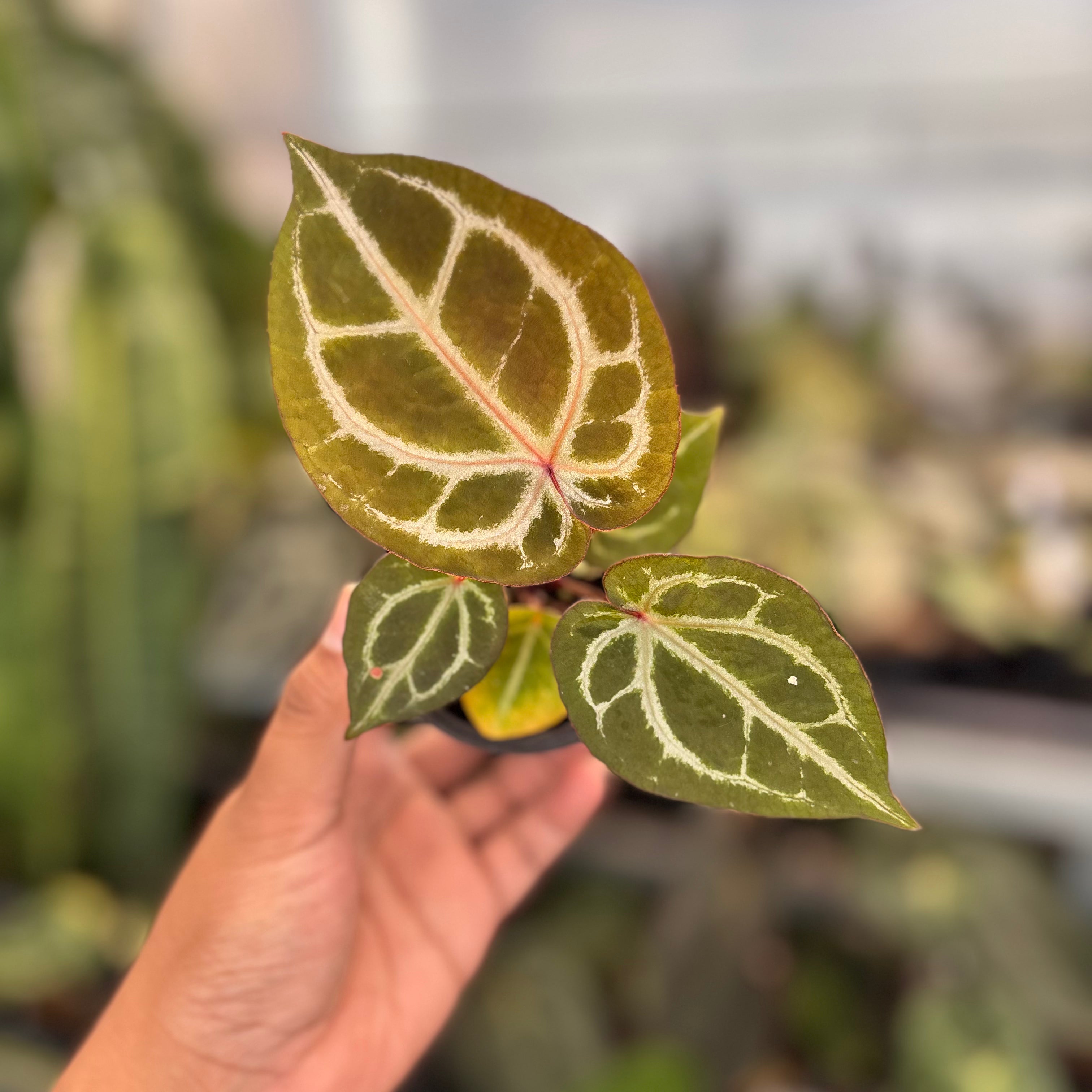 Anthurium TSG x HU