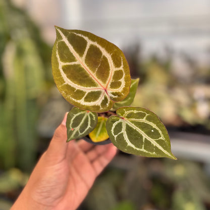 Anthurium TSG x HU
