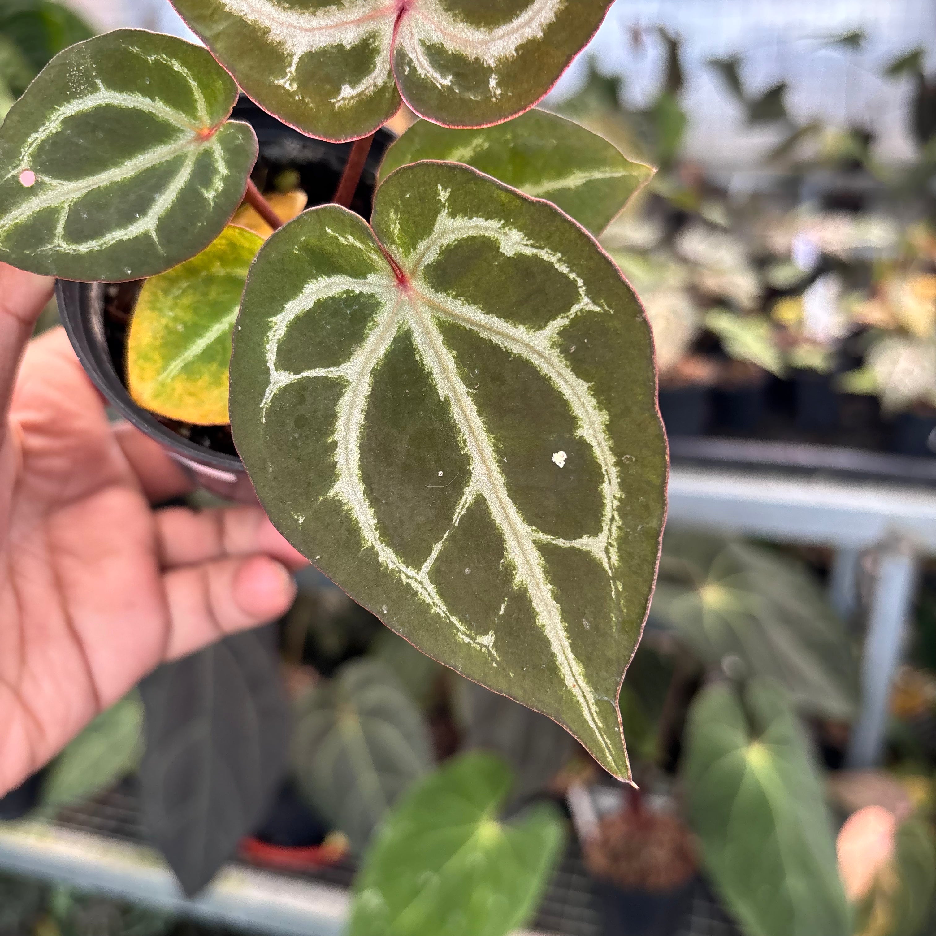 Anthurium TSG x HU
