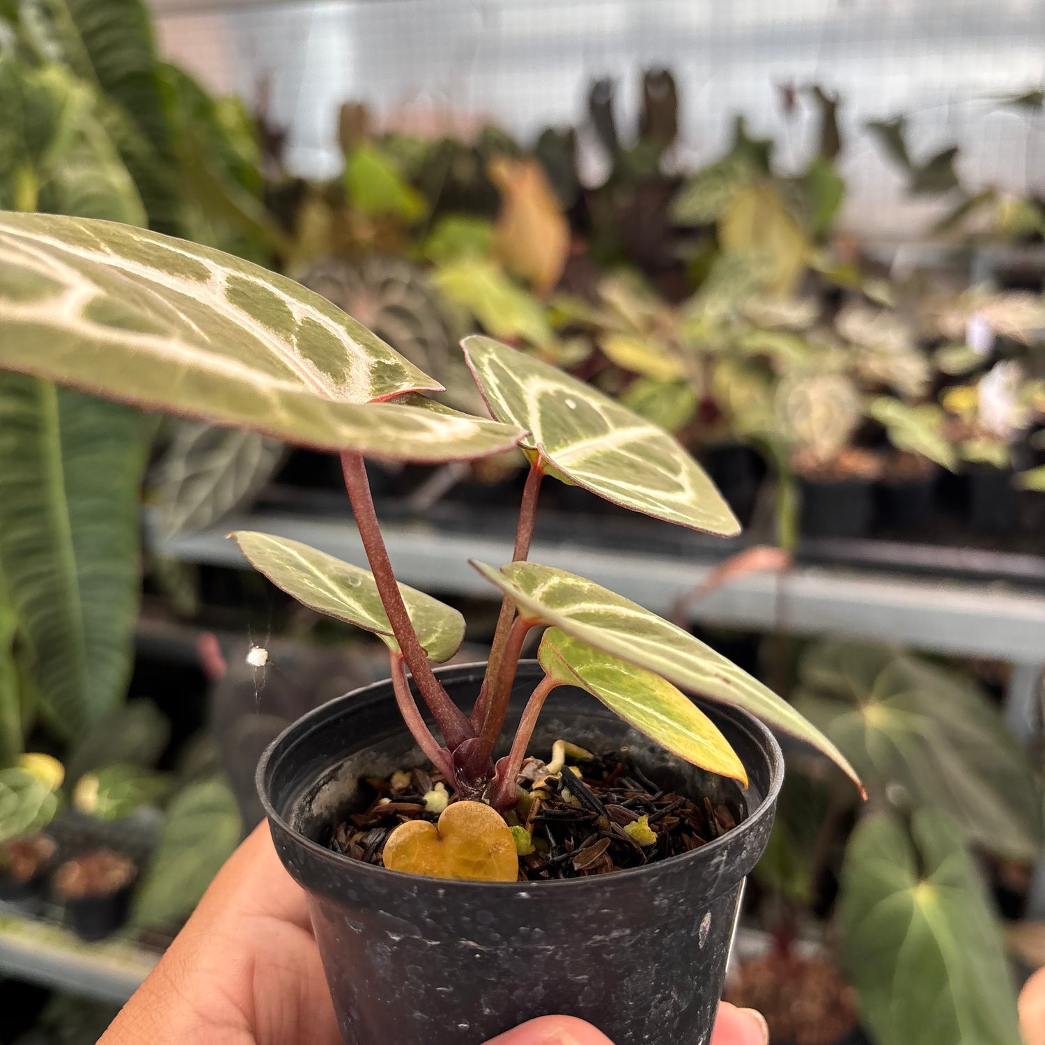 Anthurium TSG x HU