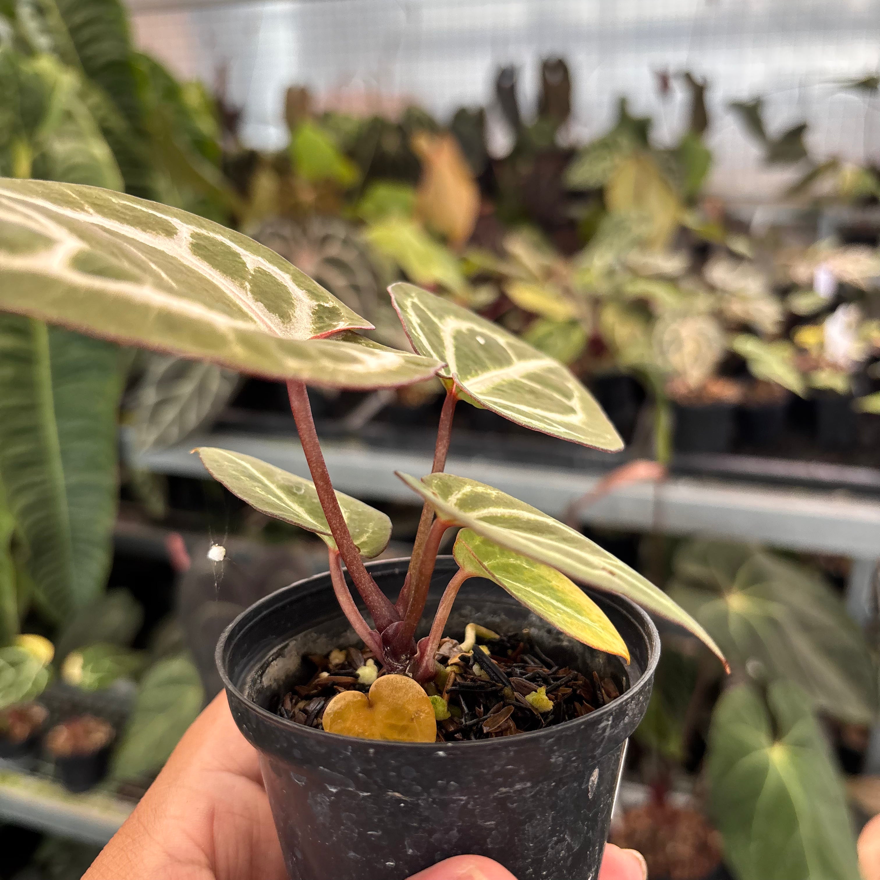 Anthurium TSG x HU