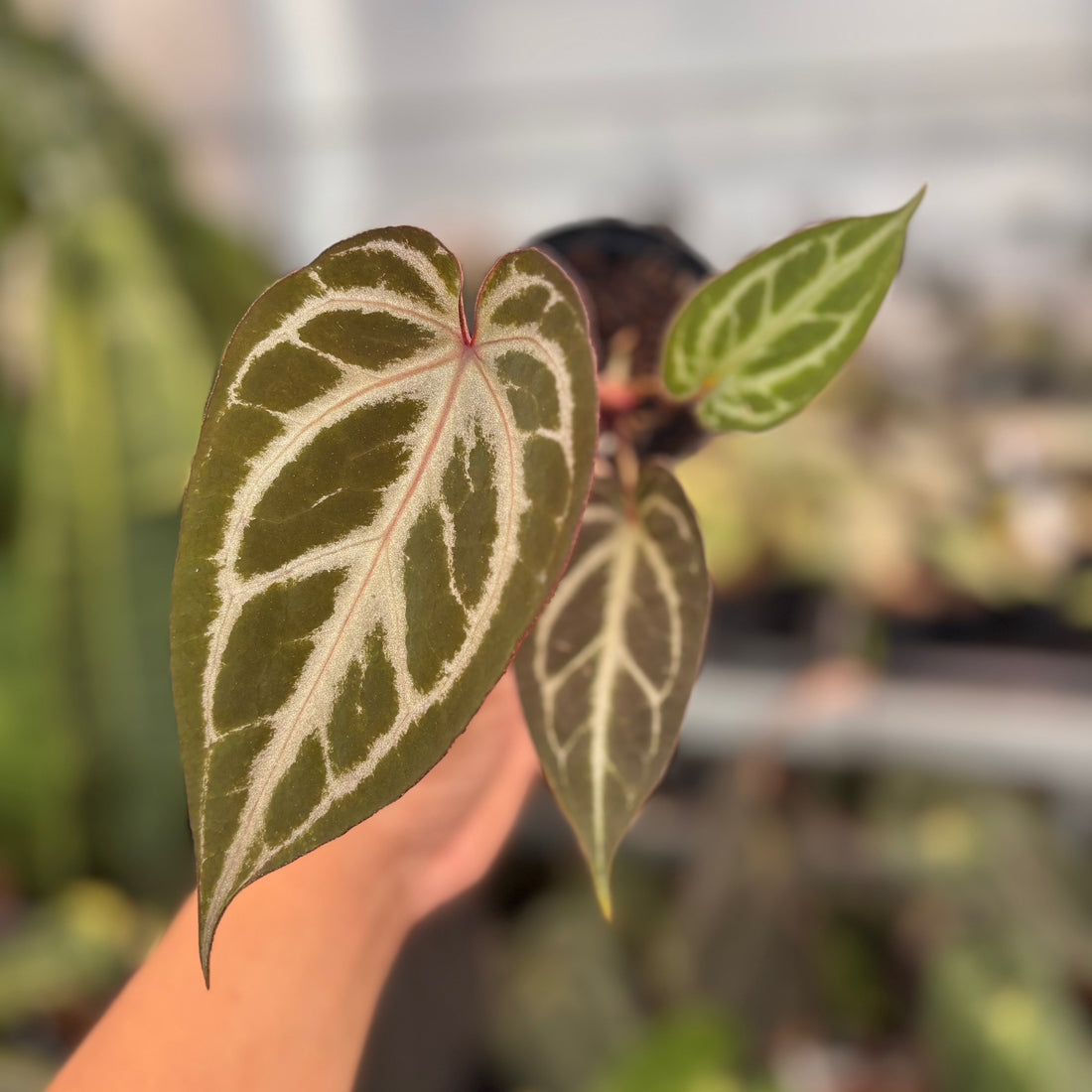 Anthurium (Pink Lemonade x BWM) x Regar Silver - Greenspaces.id