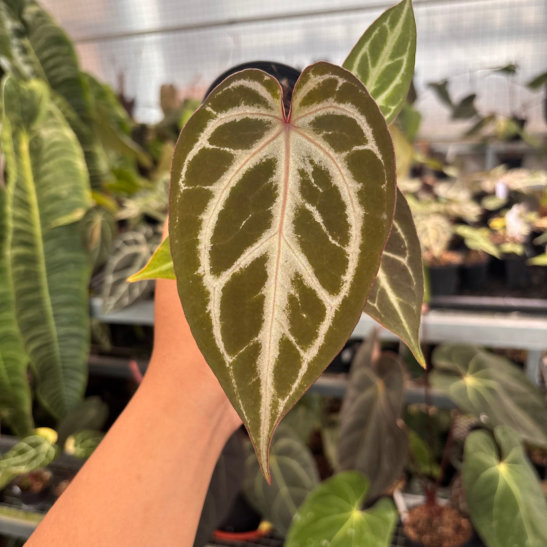 Anthurium (PL x BW x M) x Silver Regar