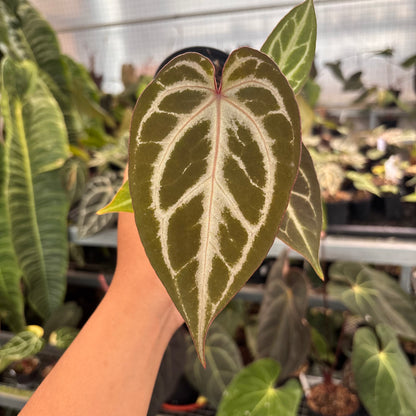 Anthurium (PL x BW x M) x Silver Regar