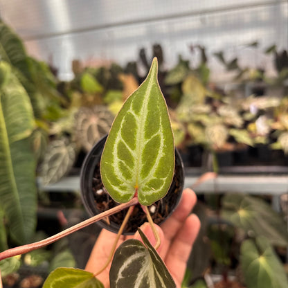 Anthurium (PL x BW x M) x Silver Regar
