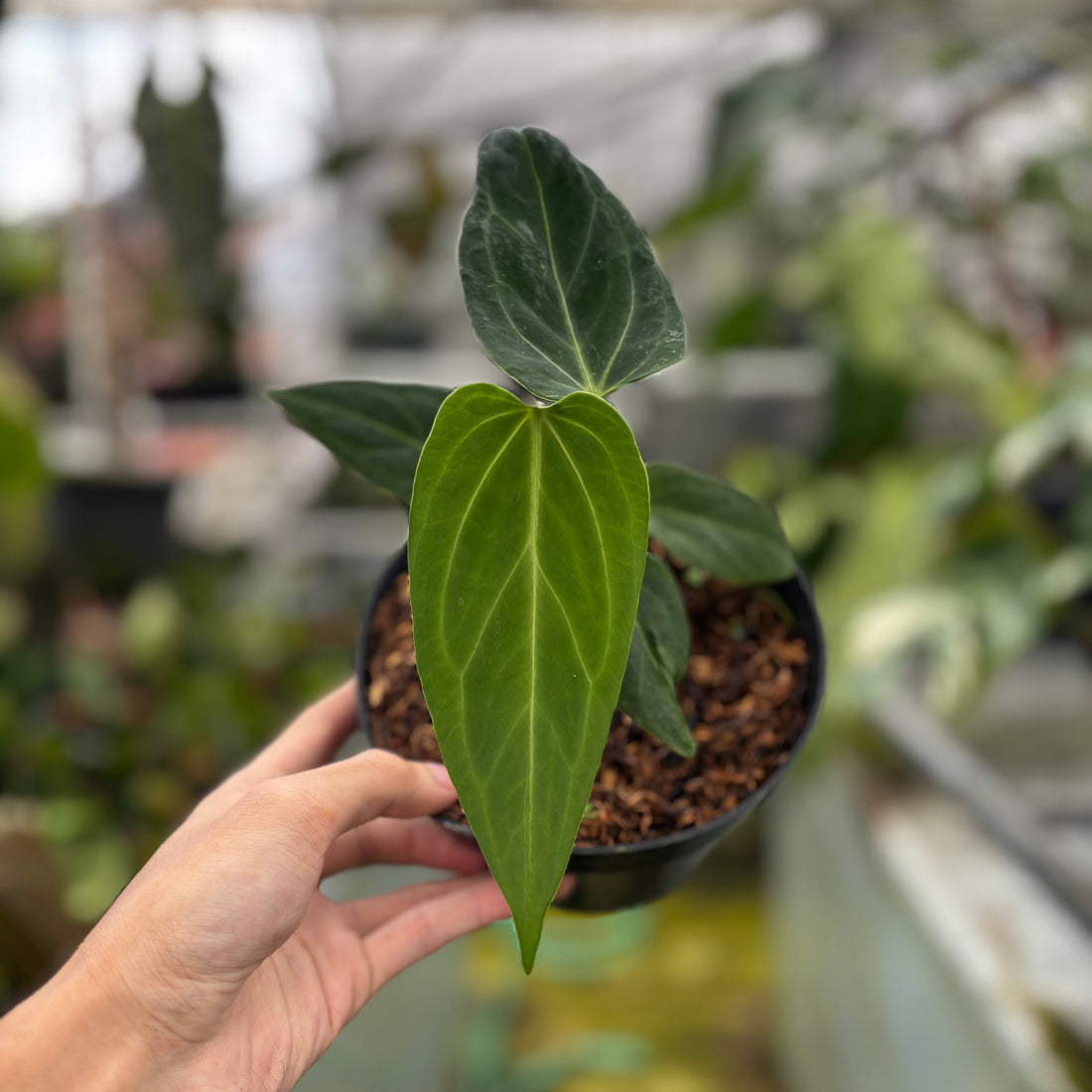 RP001-7	Anthurium HU x Warocqueanum