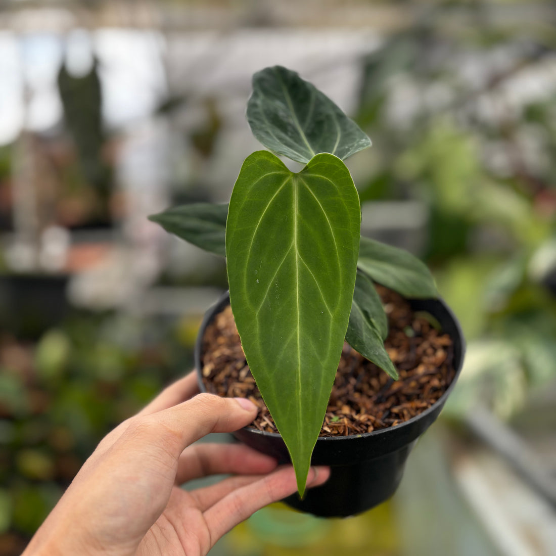 RP001-7	Anthurium HU x Warocqueanum