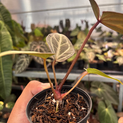 Anthurium (PL x BW x M) x Silver Regar