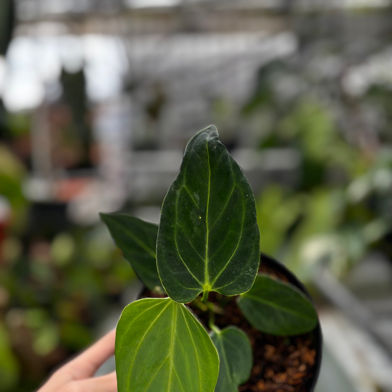 RP001-7	Anthurium HU x Warocqueanum