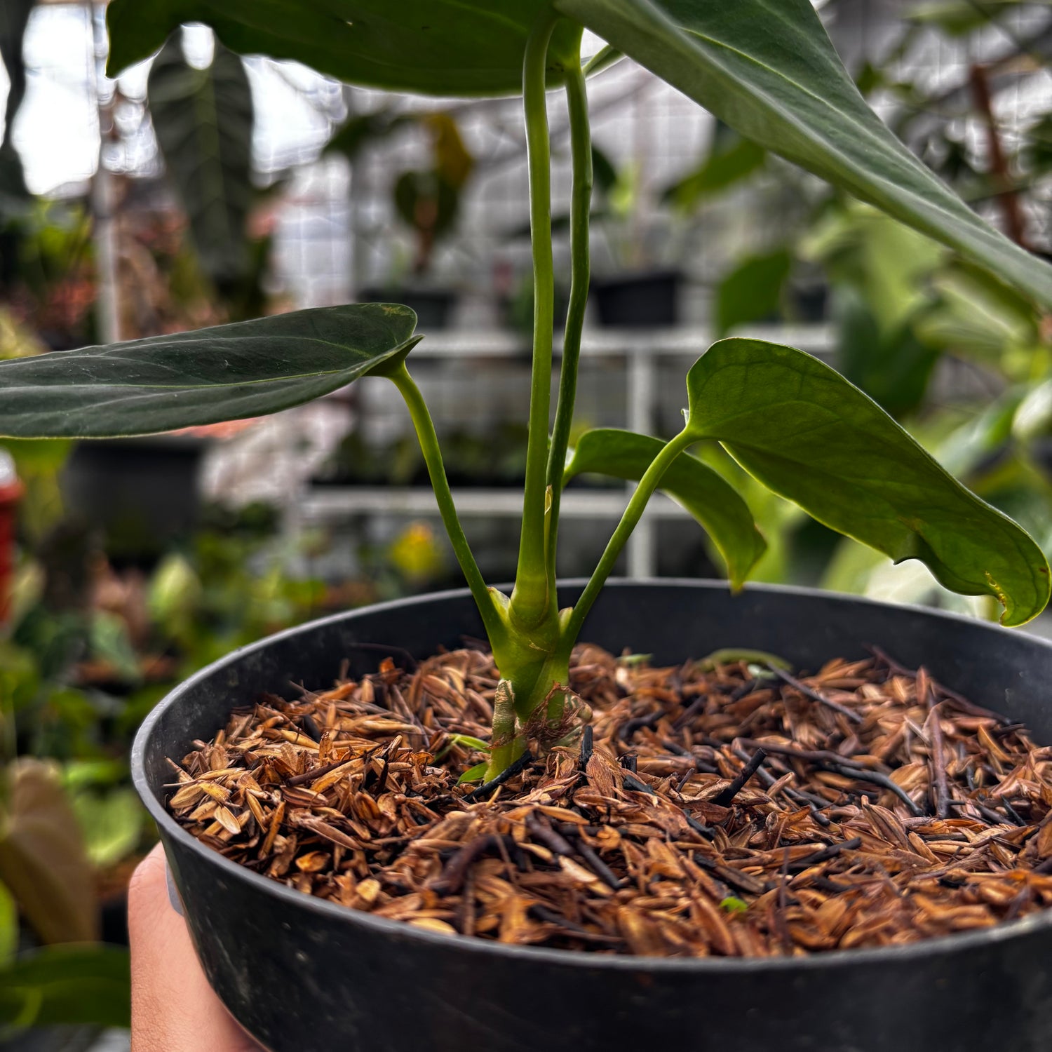 RP001-7	Anthurium HU x Warocqueanum