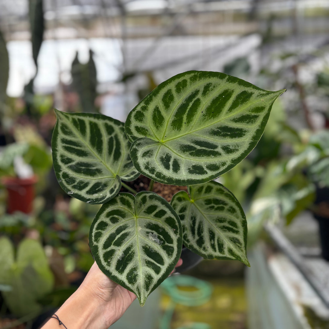 RP002-7	Anthurium Dorayaki Silver