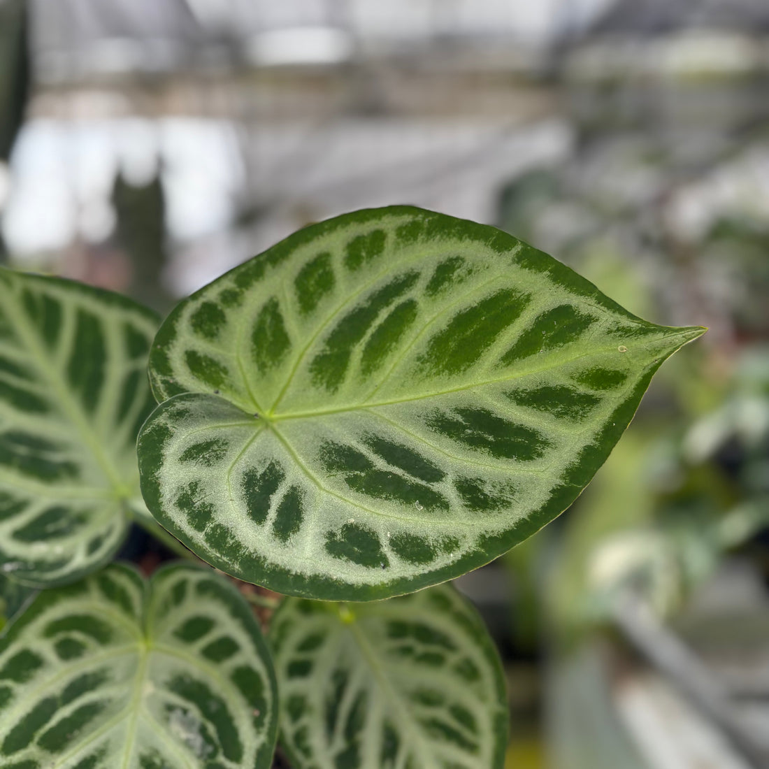 RP002-7	Anthurium Dorayaki Silver
