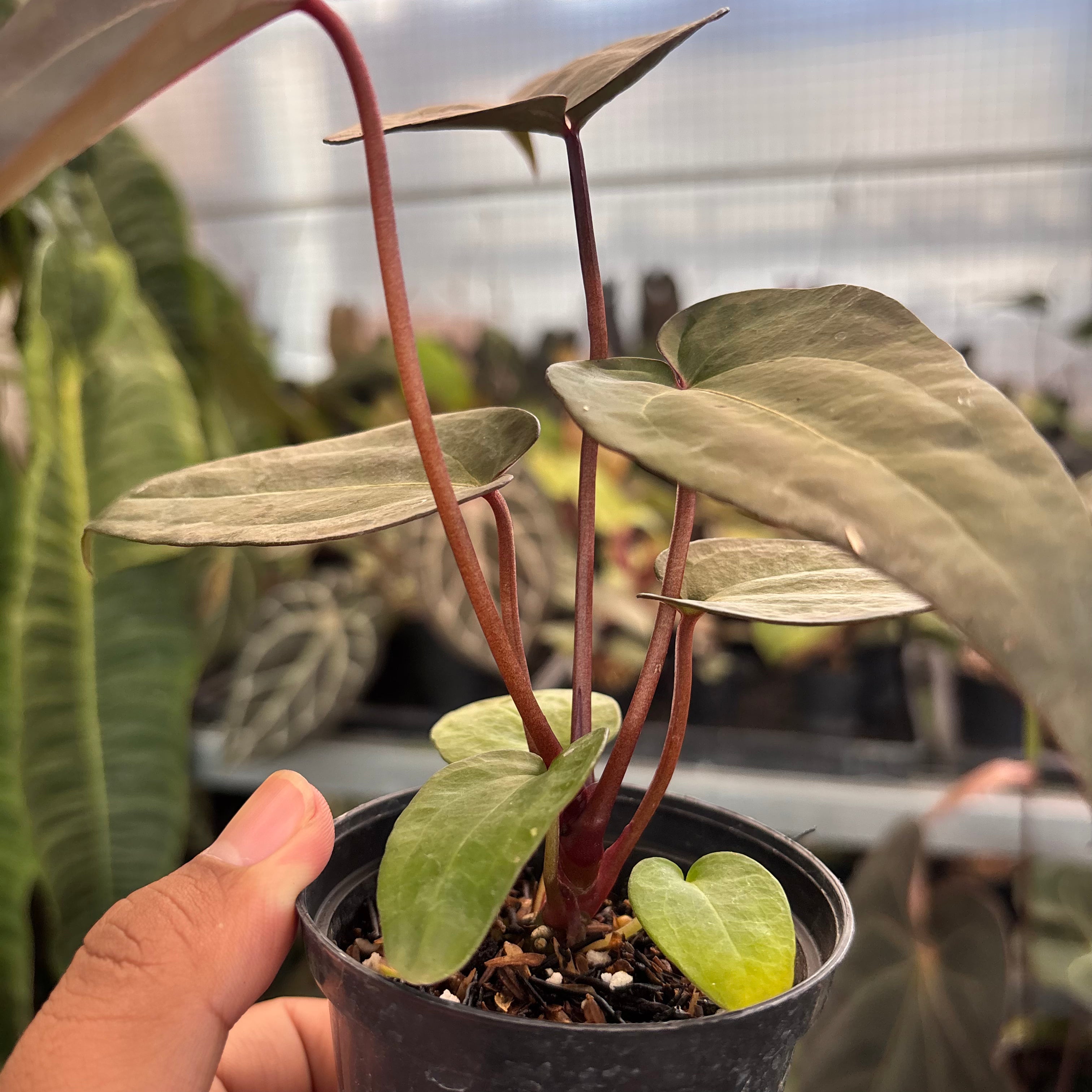 Anthurium (Dark Handsome x RVC) x Purple Indigo