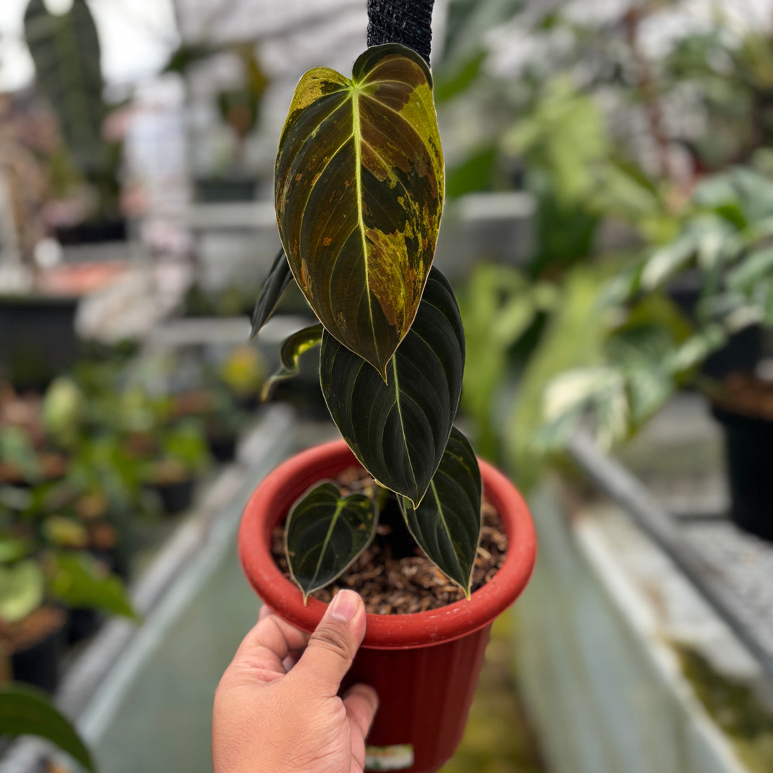 RP003-7	Philodendron Melanocrysum Variegated