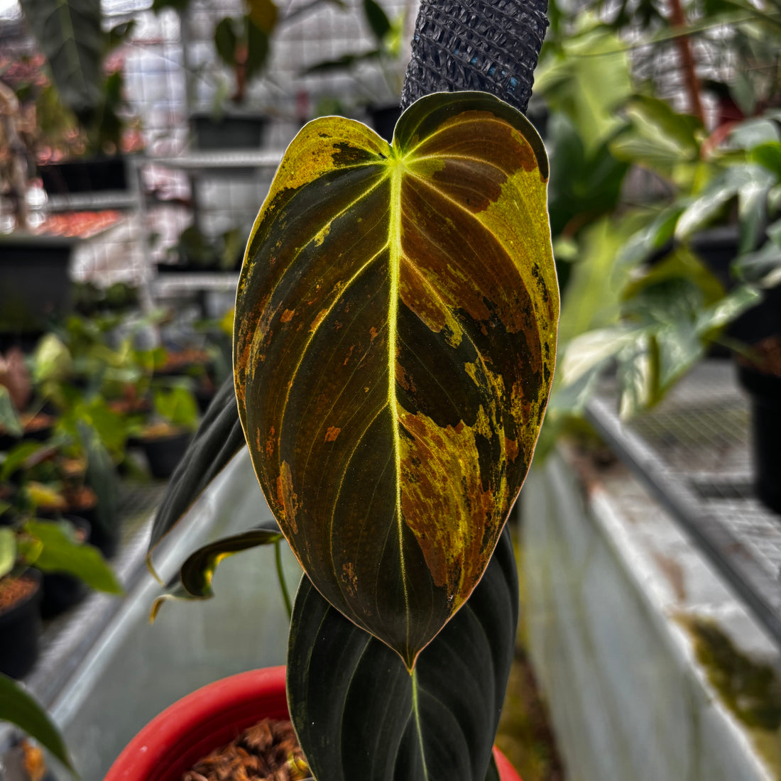 RP003-7	Philodendron Melanocrysum Variegated