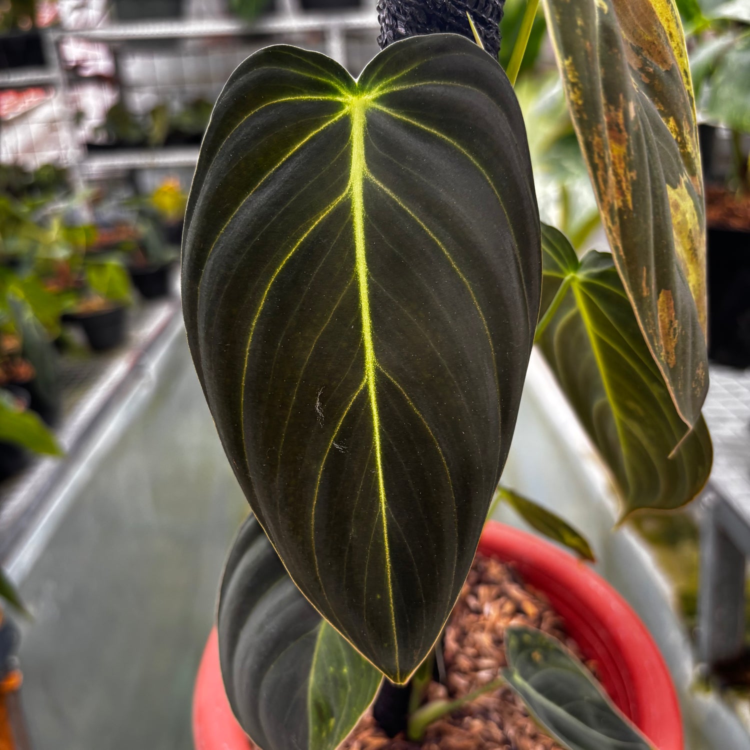RP003-7	Philodendron Melanocrysum Variegated