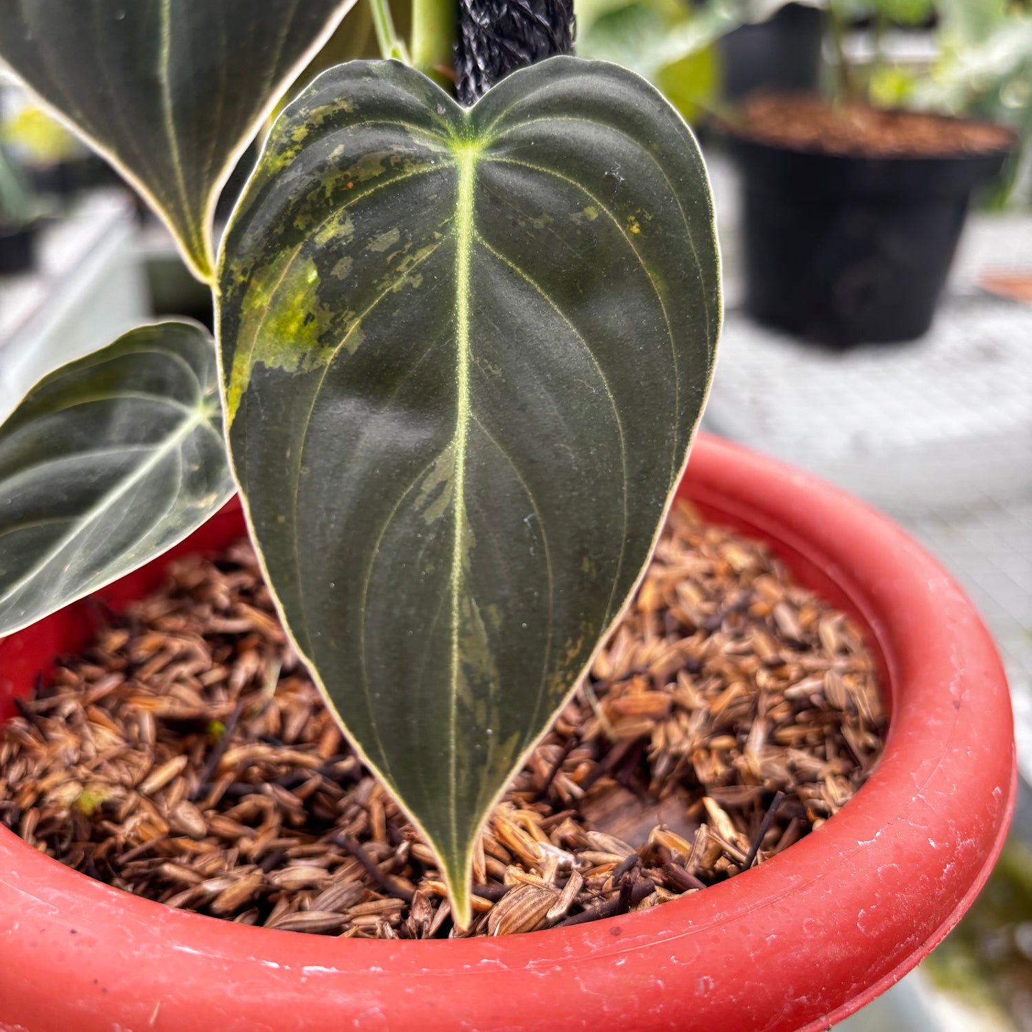 RP003-7	Philodendron Melanocrysum Variegated