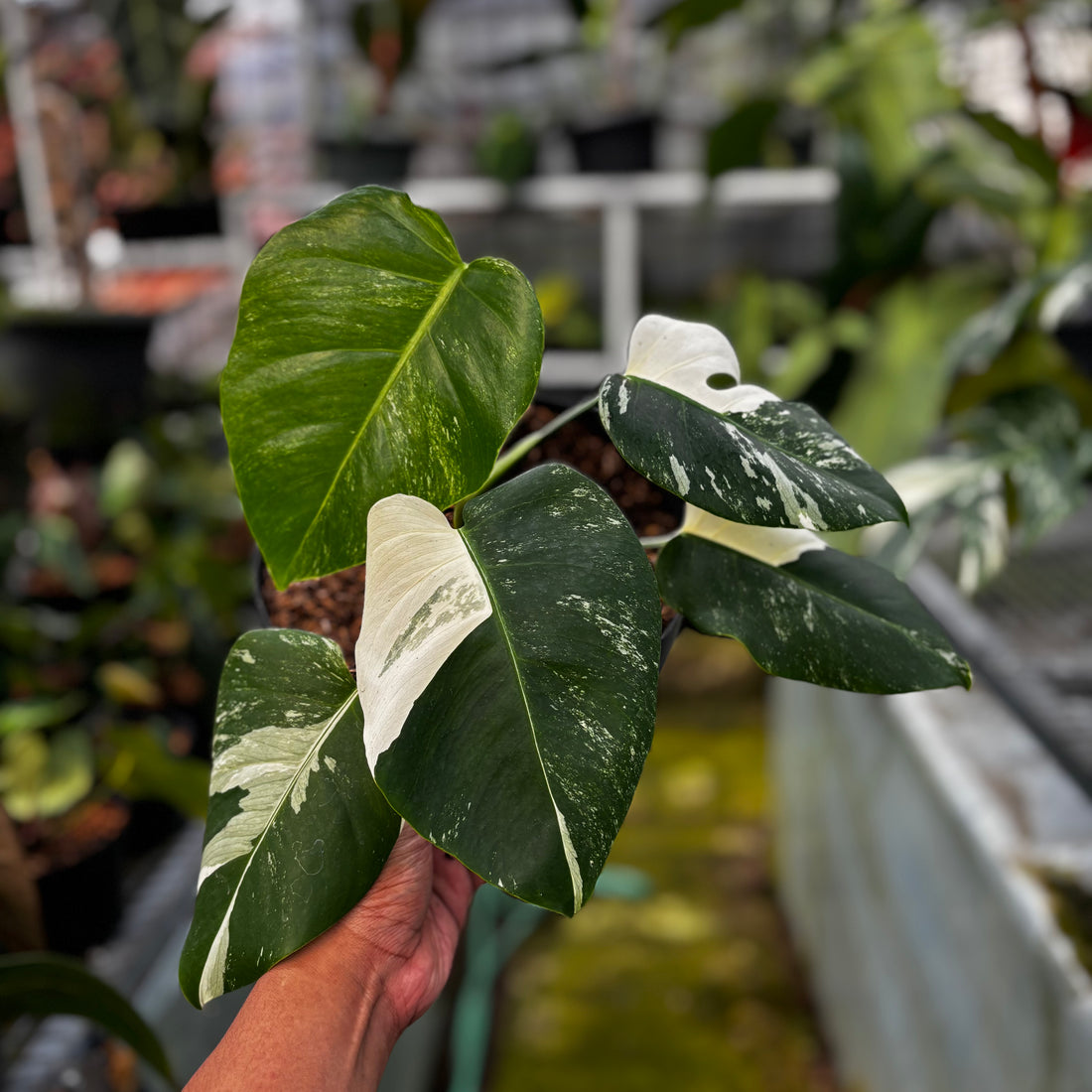 RP004-7	Monstera Albo Variegated