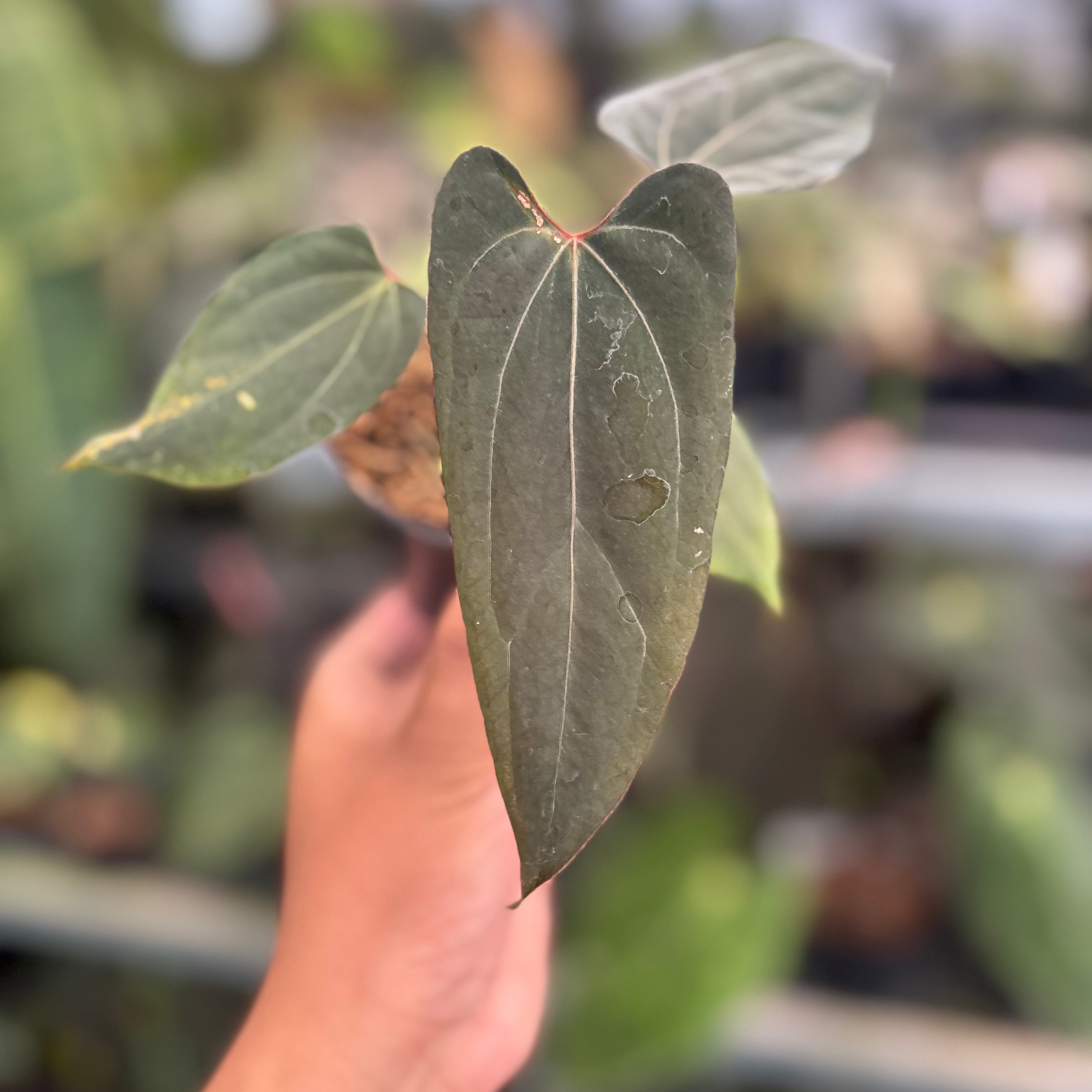 Anthurium Blood Of Blue