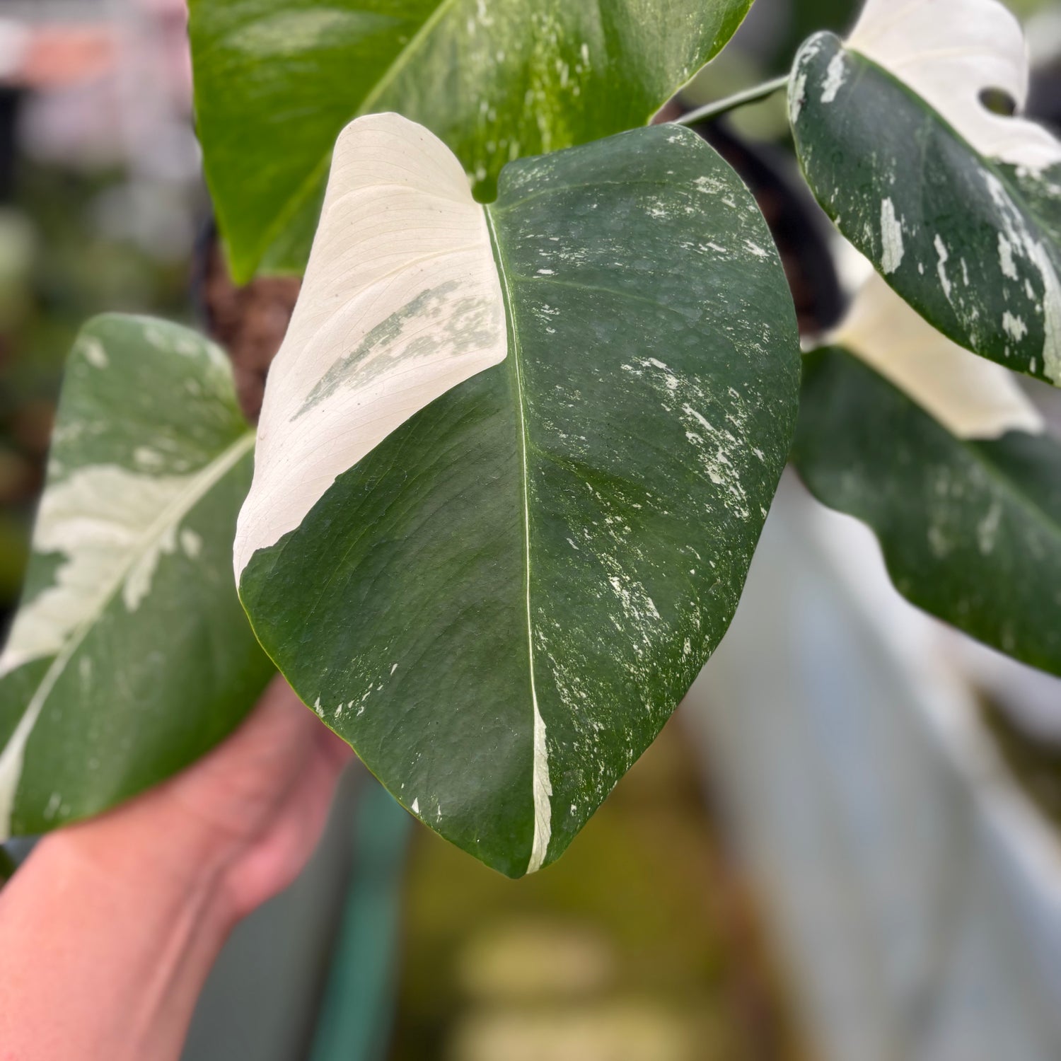 RP004-7	Monstera Albo Variegated
