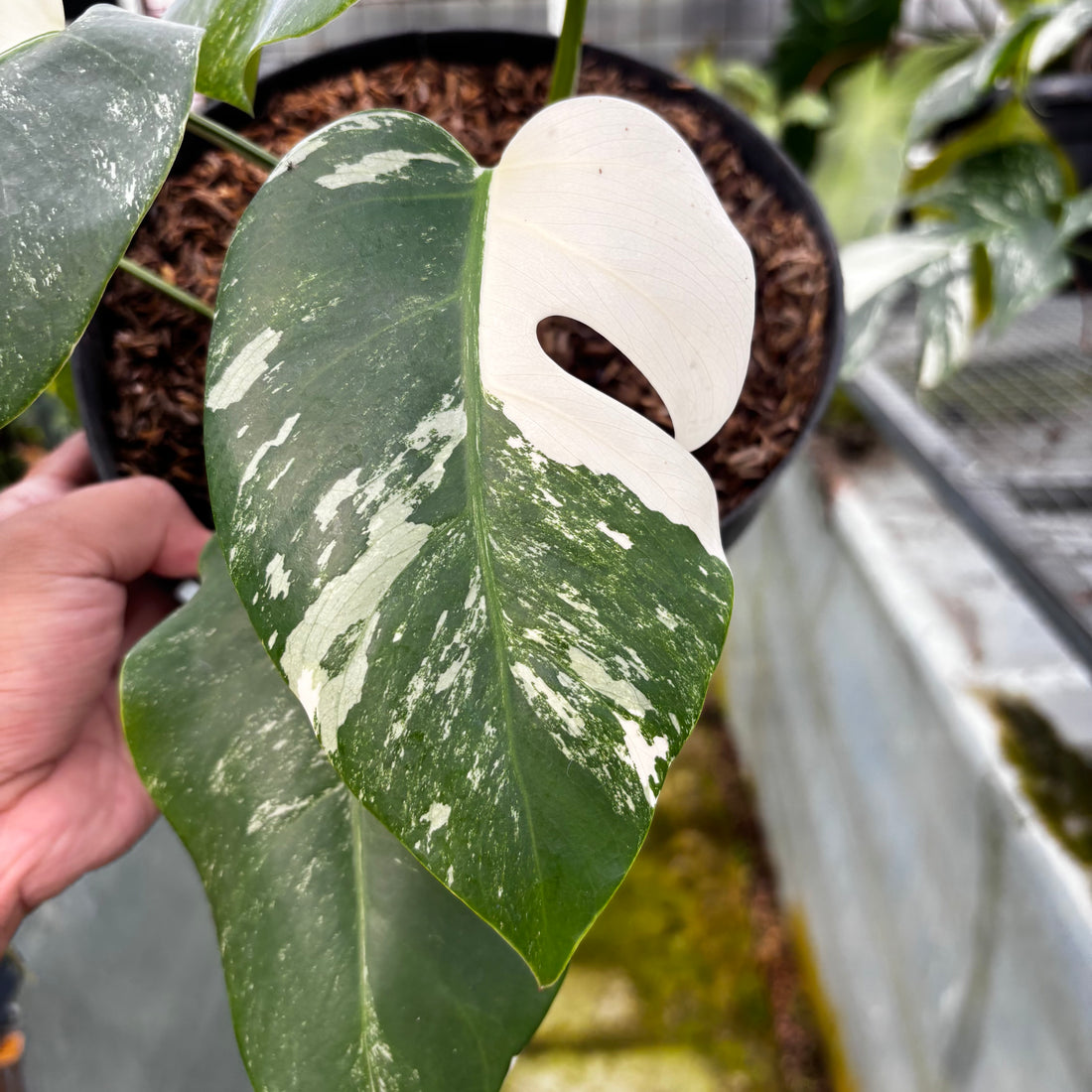 RP004-7	Monstera Albo Variegated