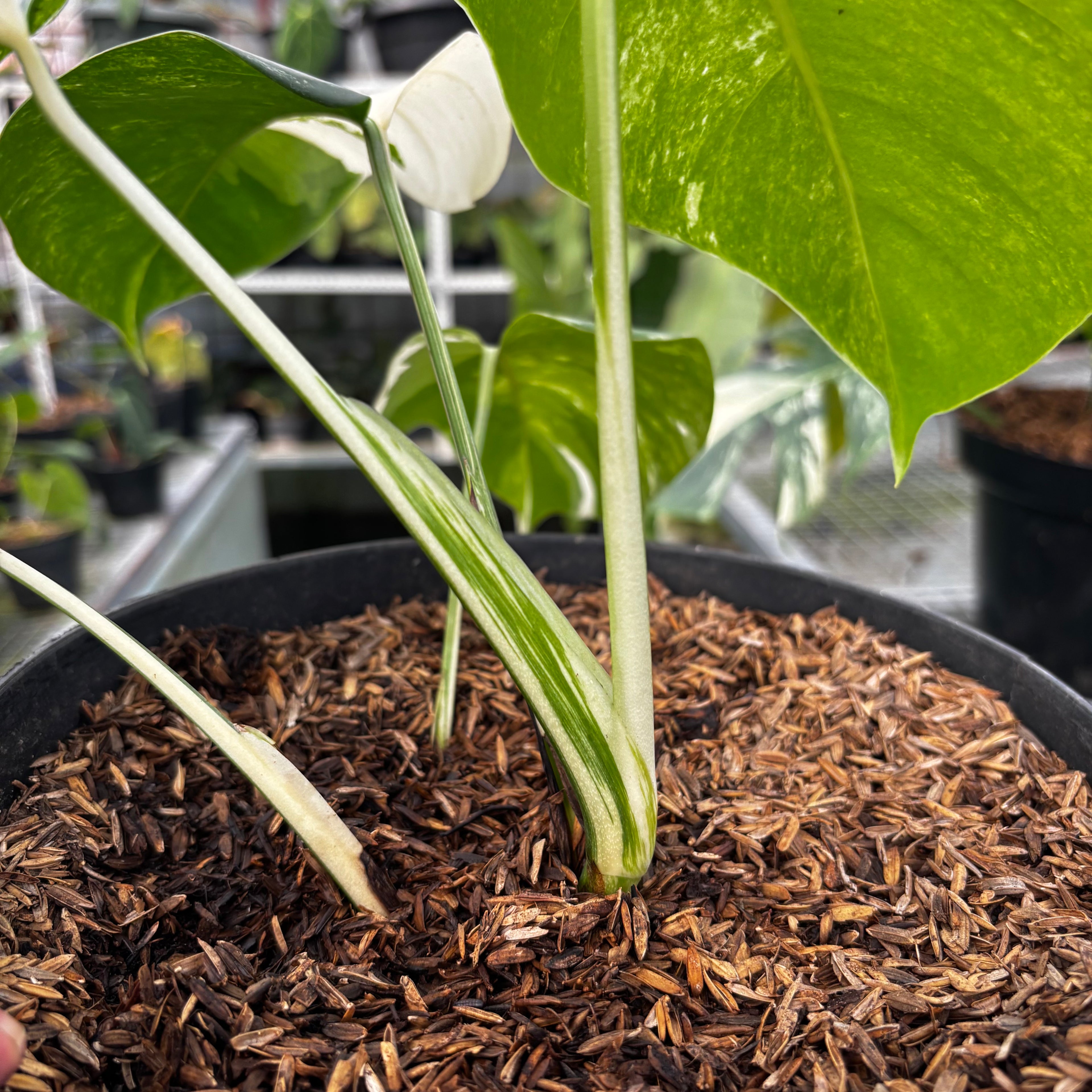RP004-7	Monstera Albo Variegated