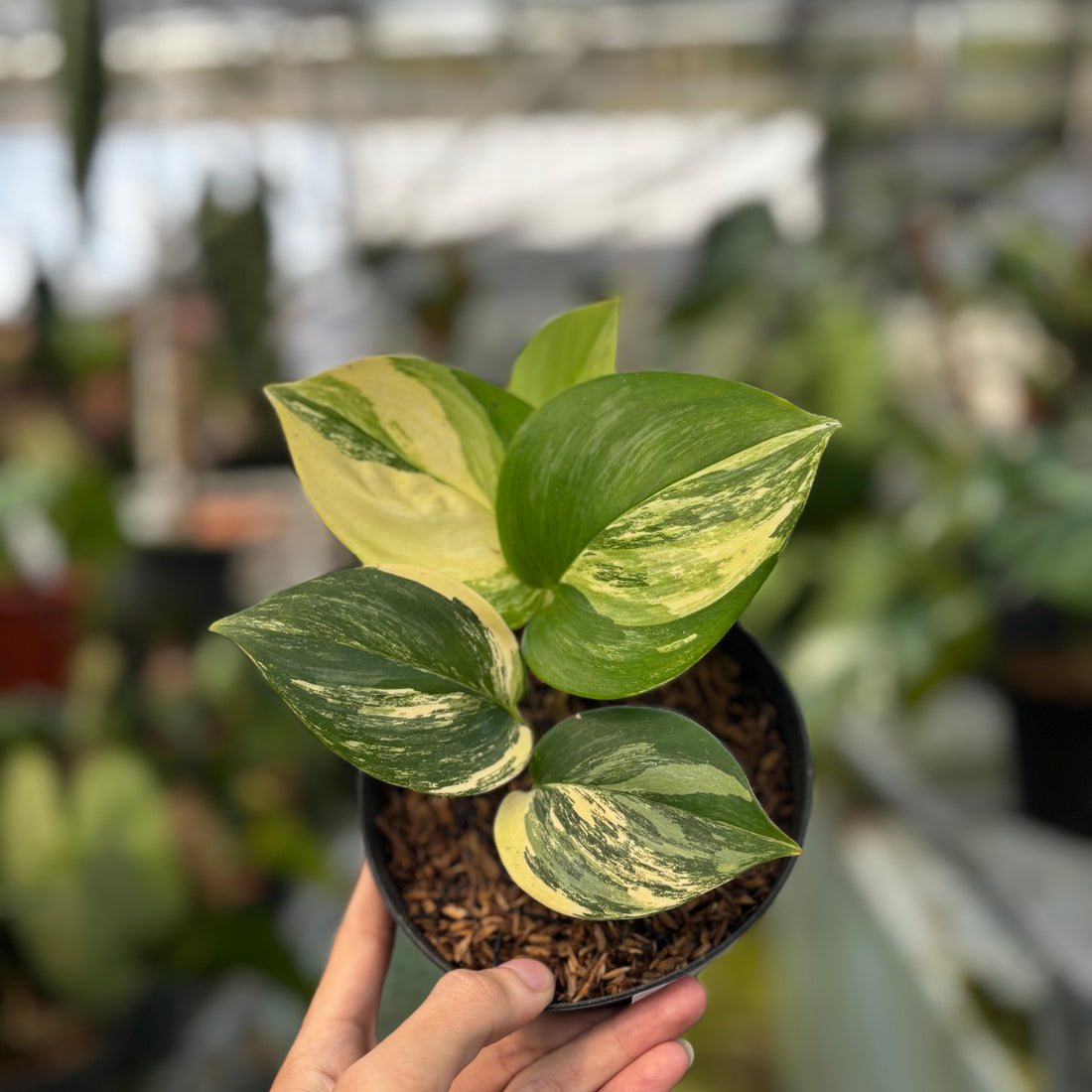 RP005-7	Scindapsus Aurea Variegated