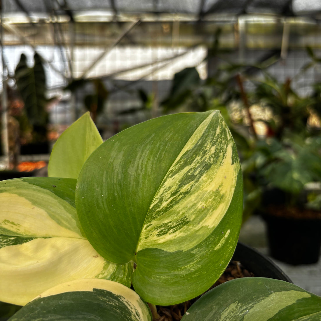 RP005-7	Scindapsus Aurea Variegated