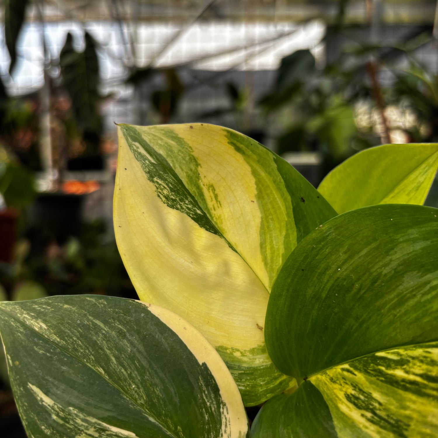 RP005-7	Scindapsus Aurea Variegated