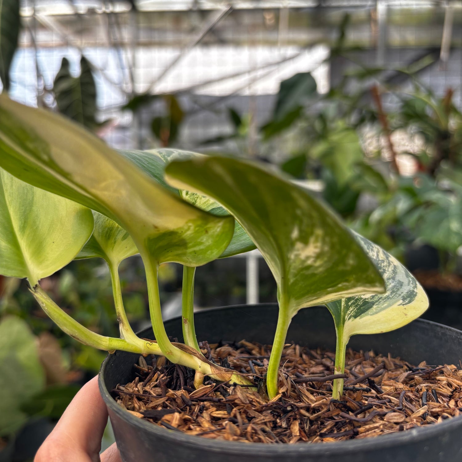 RP005-7	Scindapsus Aurea Variegated