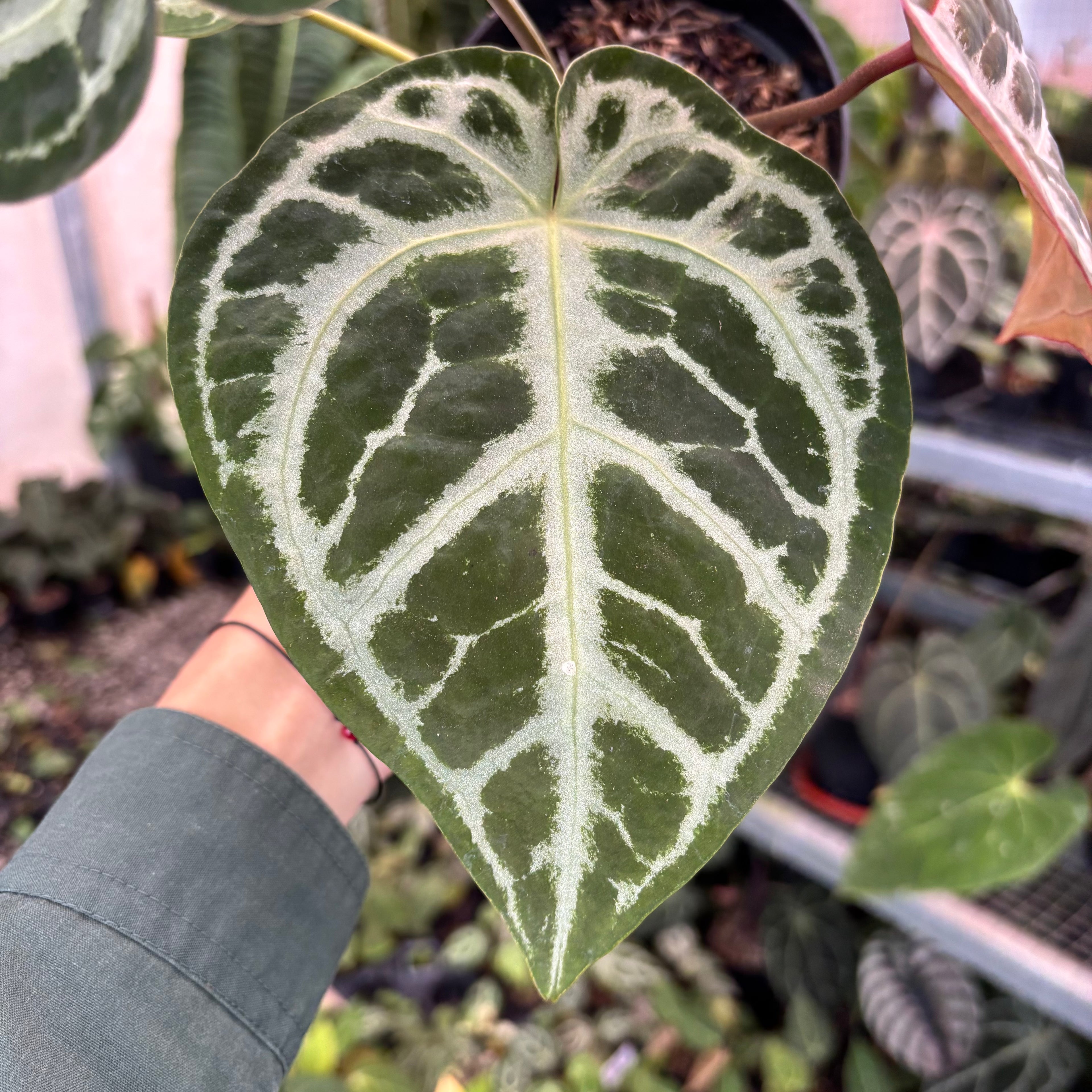 Anthurium SKG Silver x RC NSE