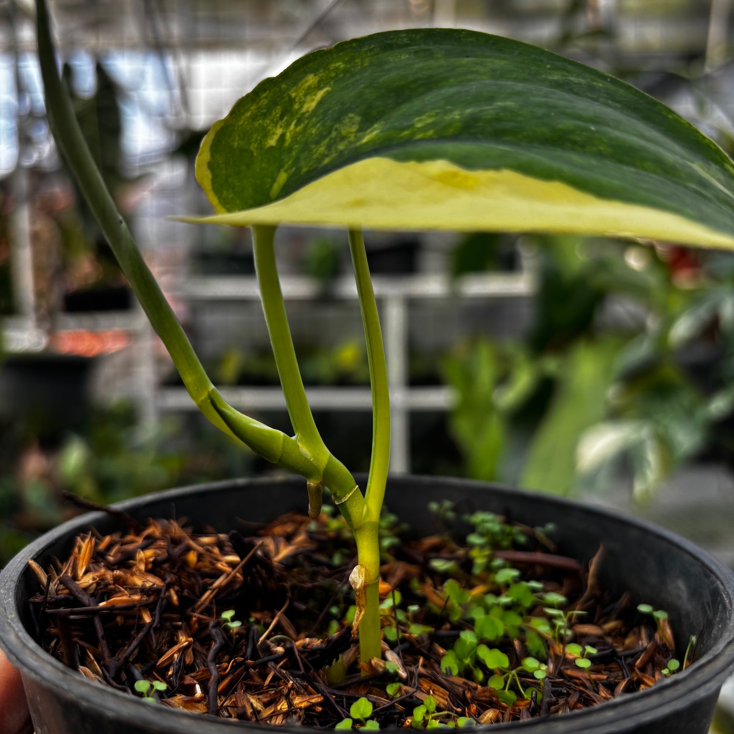 RP006-7	Scindapsus Jade Satin Variegated