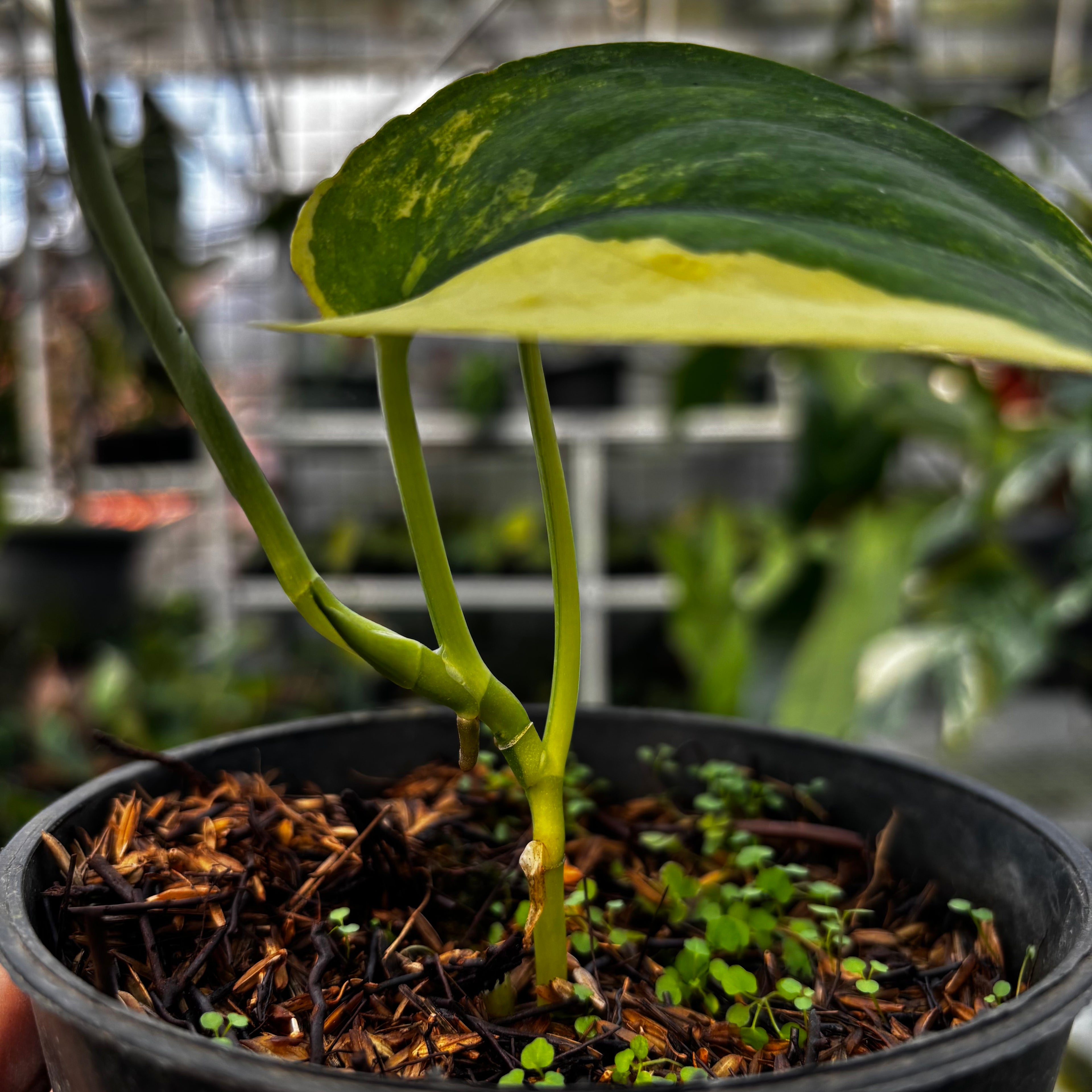 RP006-7	Scindapsus Jade Satin Variegated