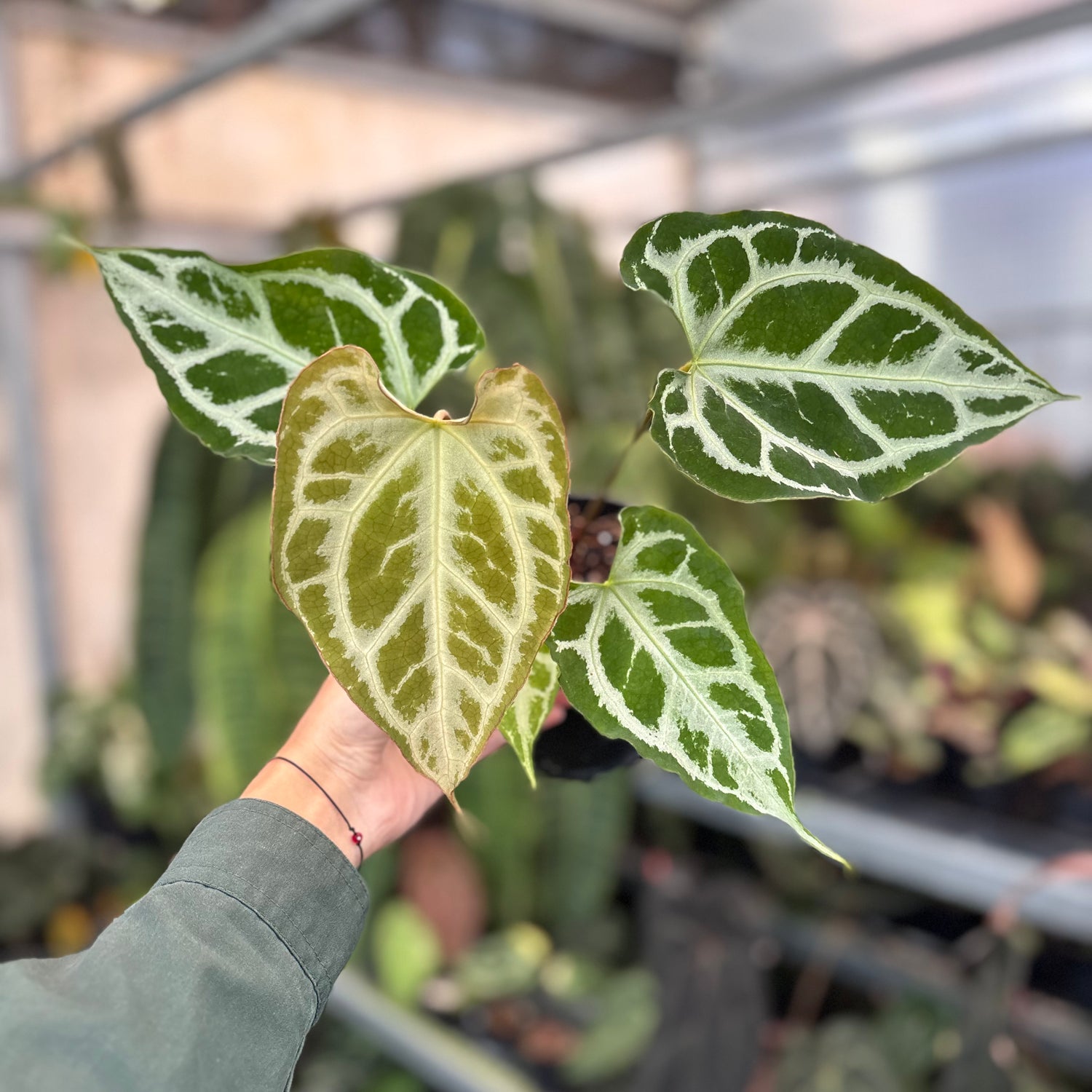 Anthurium Muchlis x RC