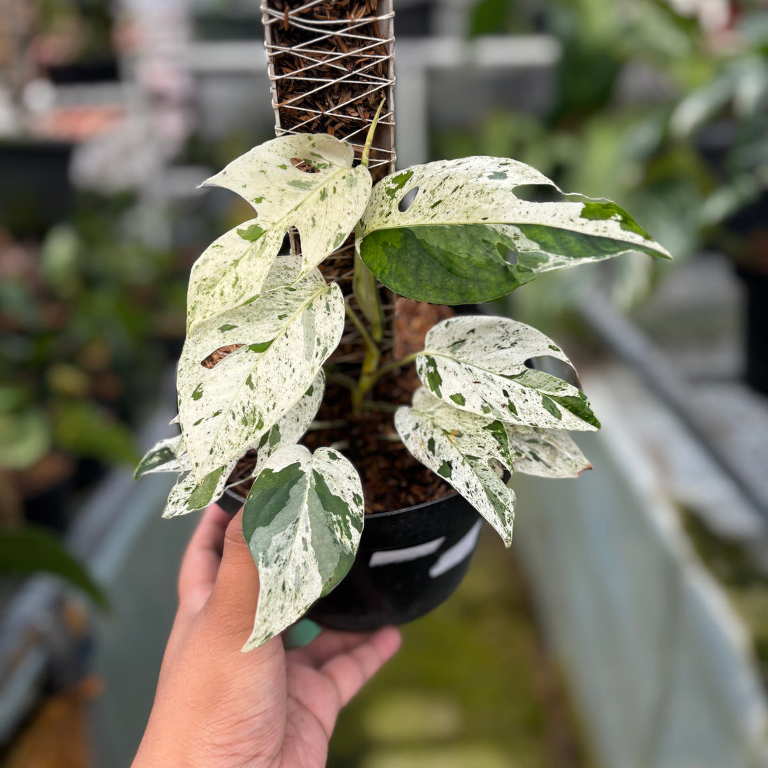 RP007-7	Epipremnum Marble